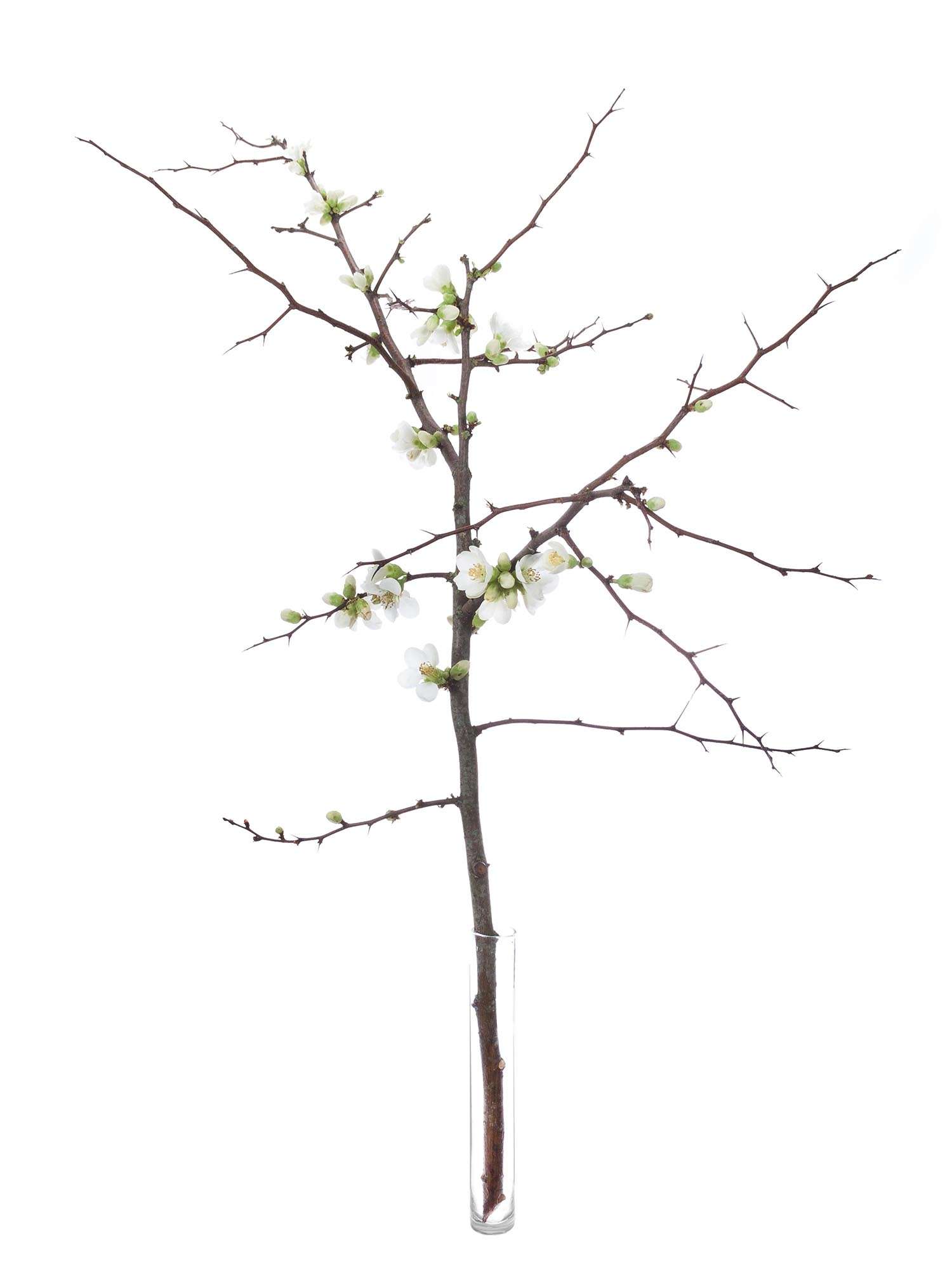 blumigo-zweige-quittenzweige-chaenomeles-wei image 7