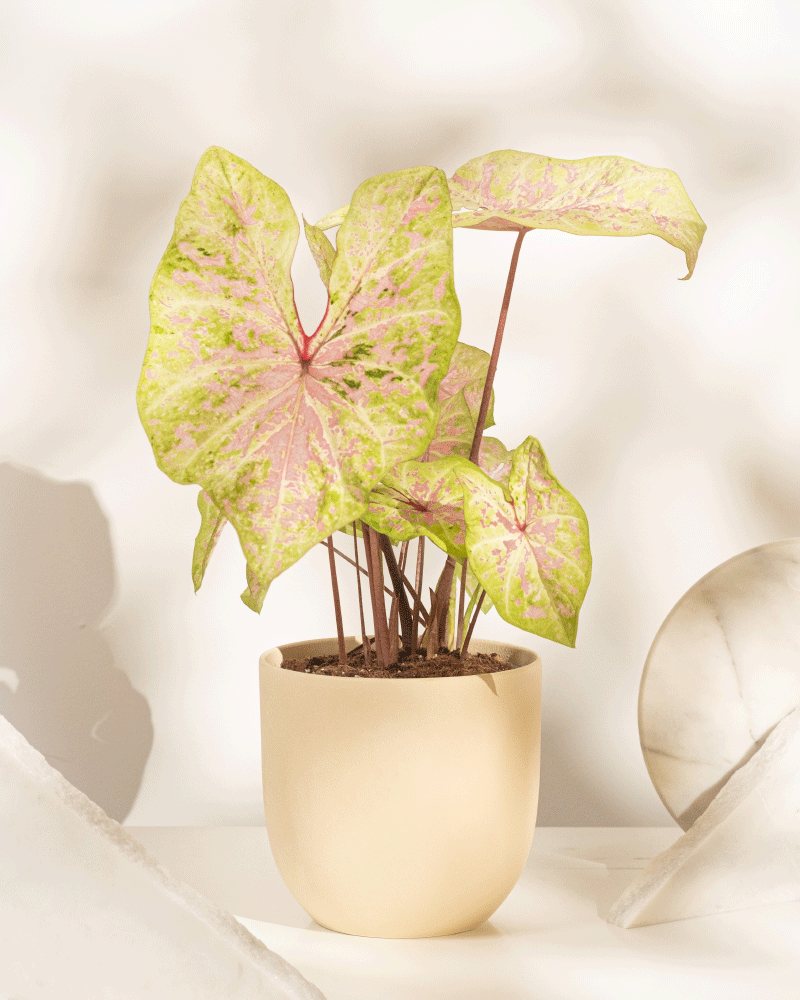 feey-variado-caladium-seafoam-pink-zimmerpflanze-ohne-bertopf image 7