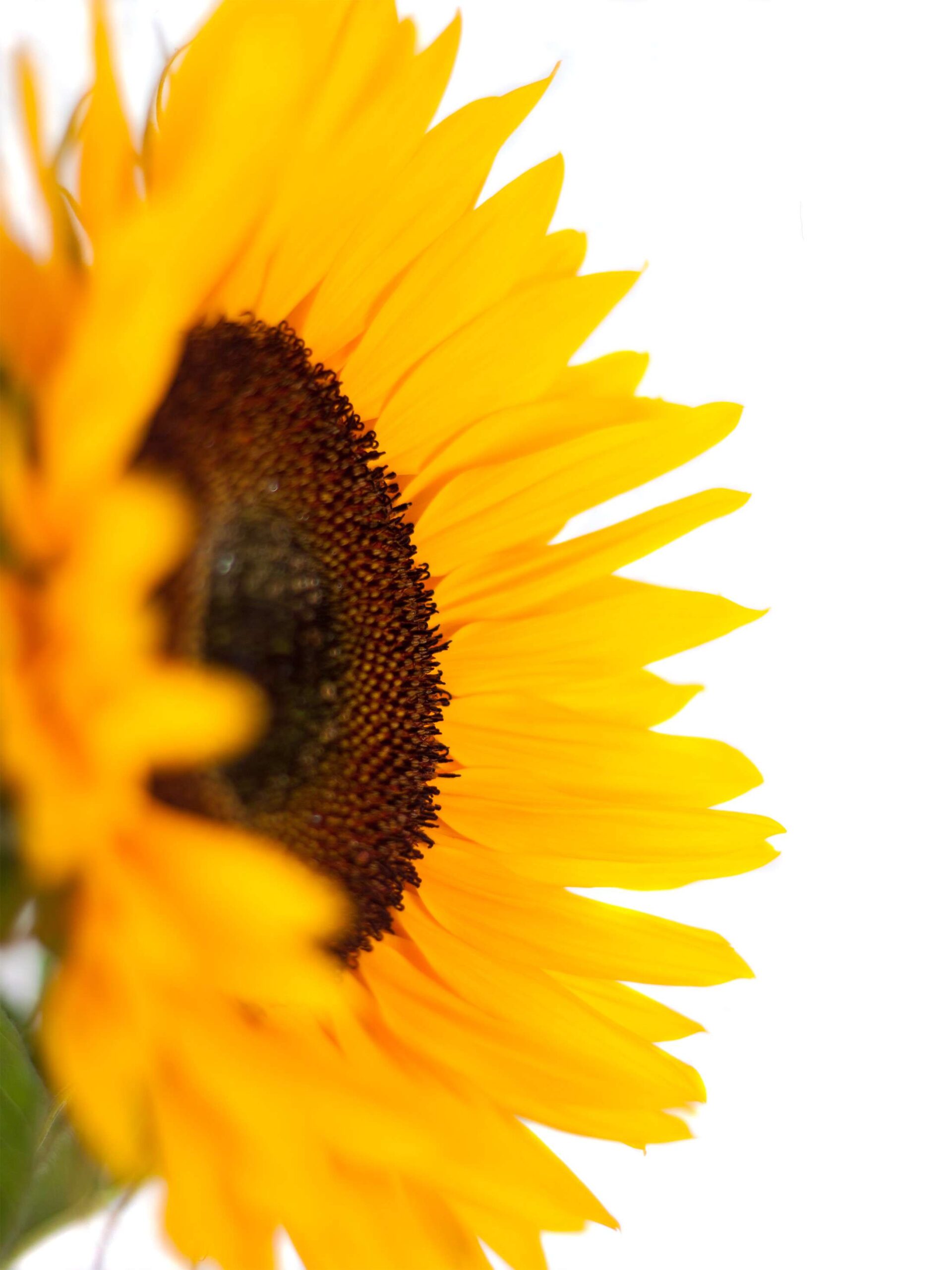 blumigo-motivkarte-gelbe-sonnenblume-floristikkarte image 1