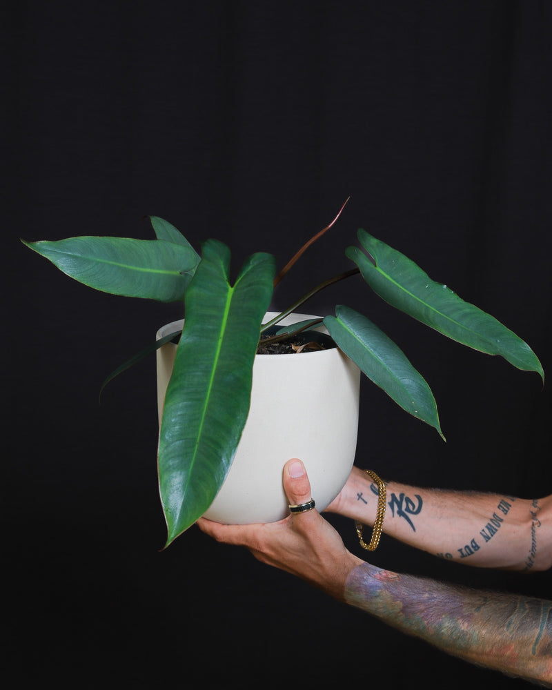 feey-variado-philodendron-atabapoense-zimmerpflanze-rar image 1