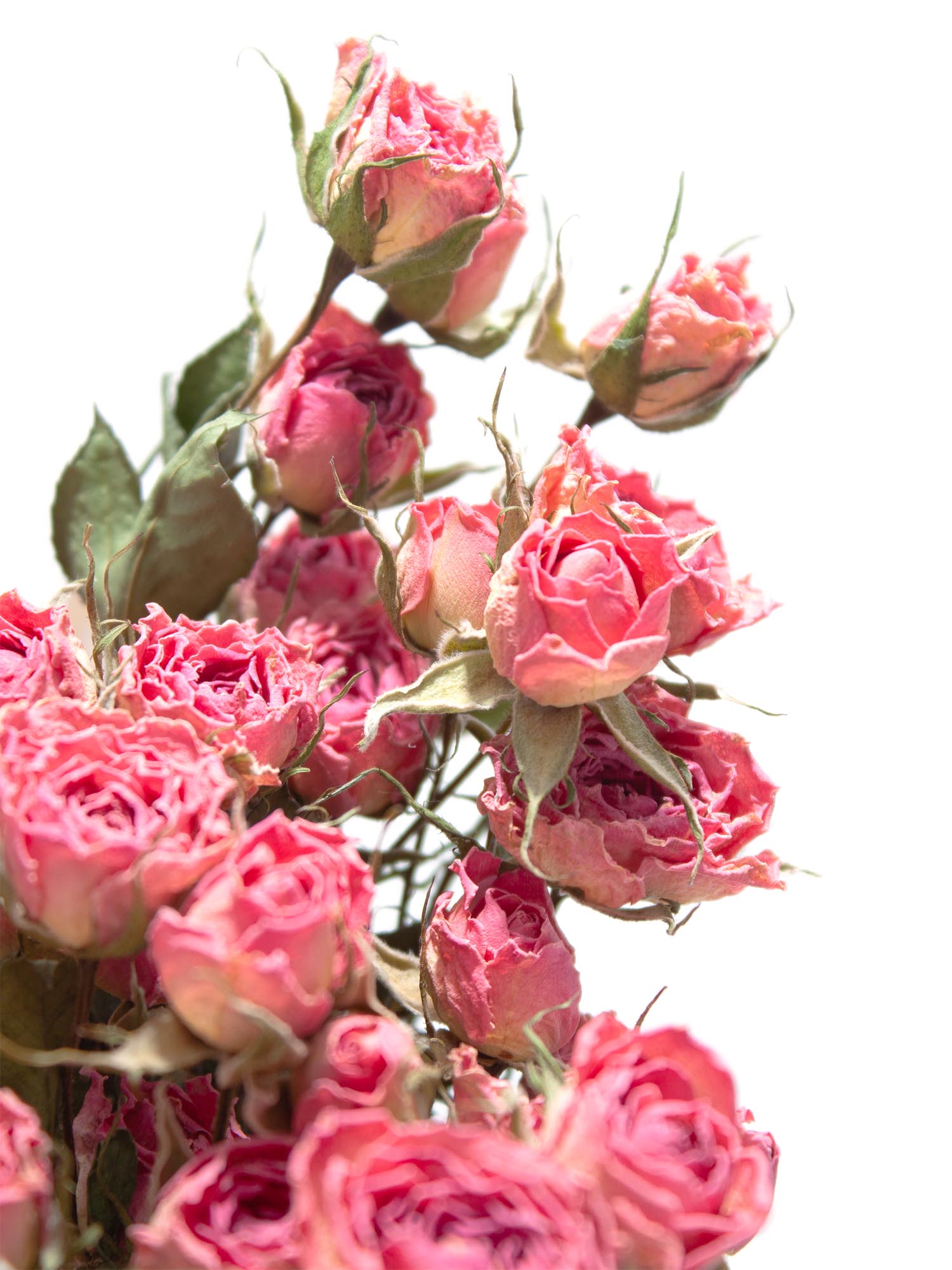 blumigo-trockenblumen-verzweigte-rosen-rosa-pink-getrocknet image 5