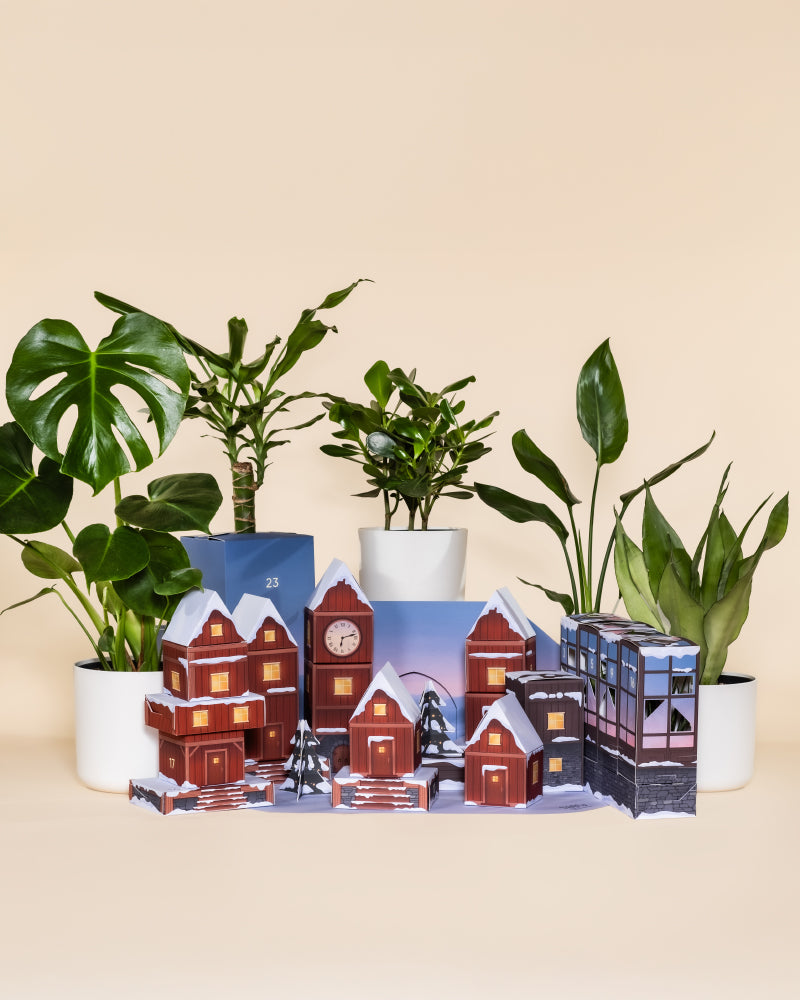 feey-variado-dschungel-extra-adventskalender-morgenrot-3-pflanzen image 5