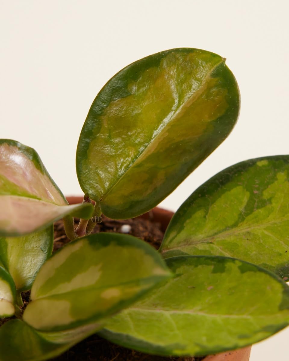 plnts-babyplnts-hoya-australis-lisa-wachsblume-6cm-topf image 3