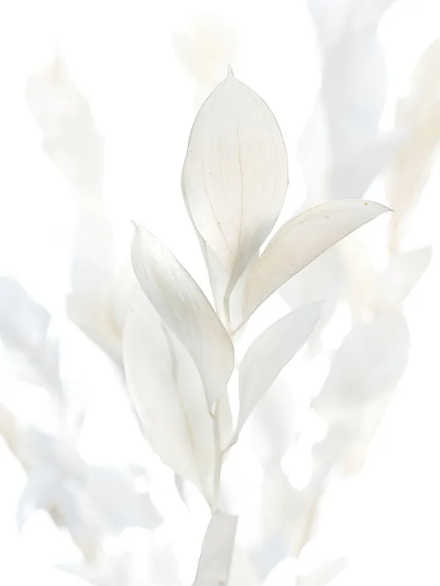 blumigo-trockenblumen-ruscus-hypophyllum-creme-gebleicht image 1