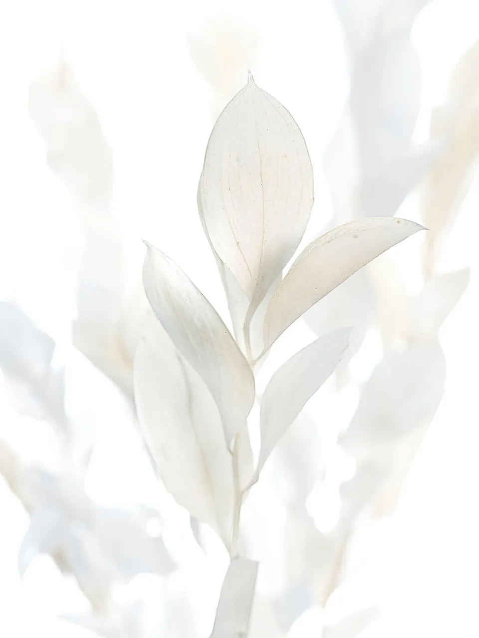 blumigo-trockenblumen-ruscus-hypophyllum-creme-gebleicht image 1