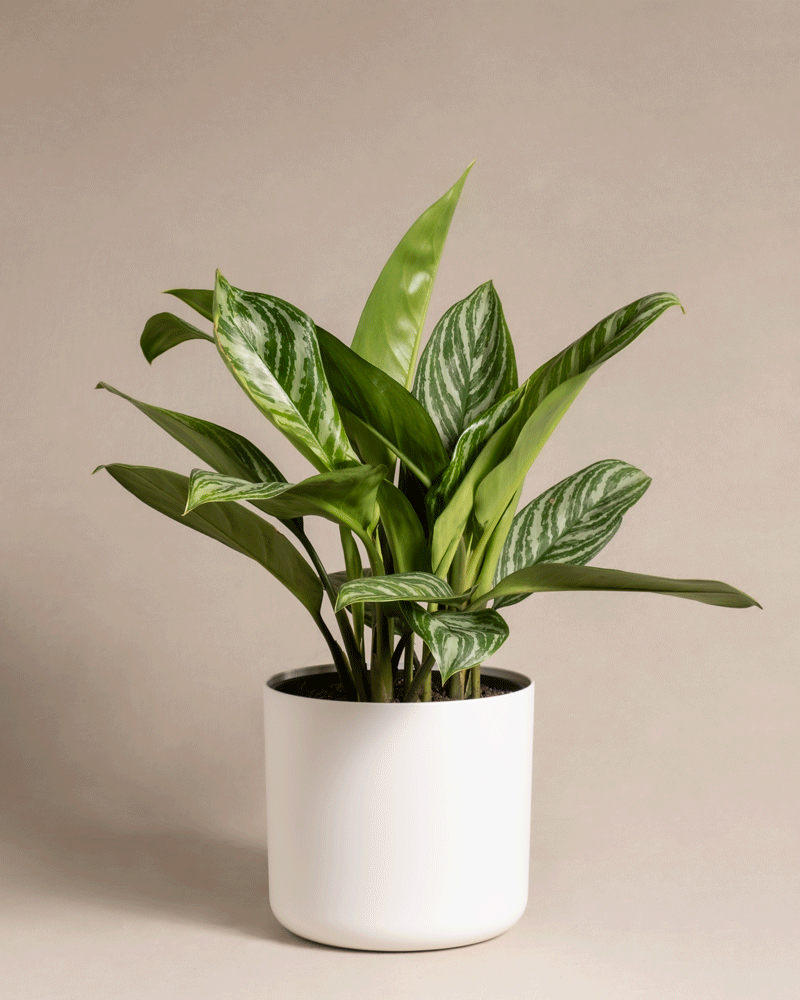 feey-variado-aglaonema-stripes-zimmerpflanze-ohne-bertopf image 8