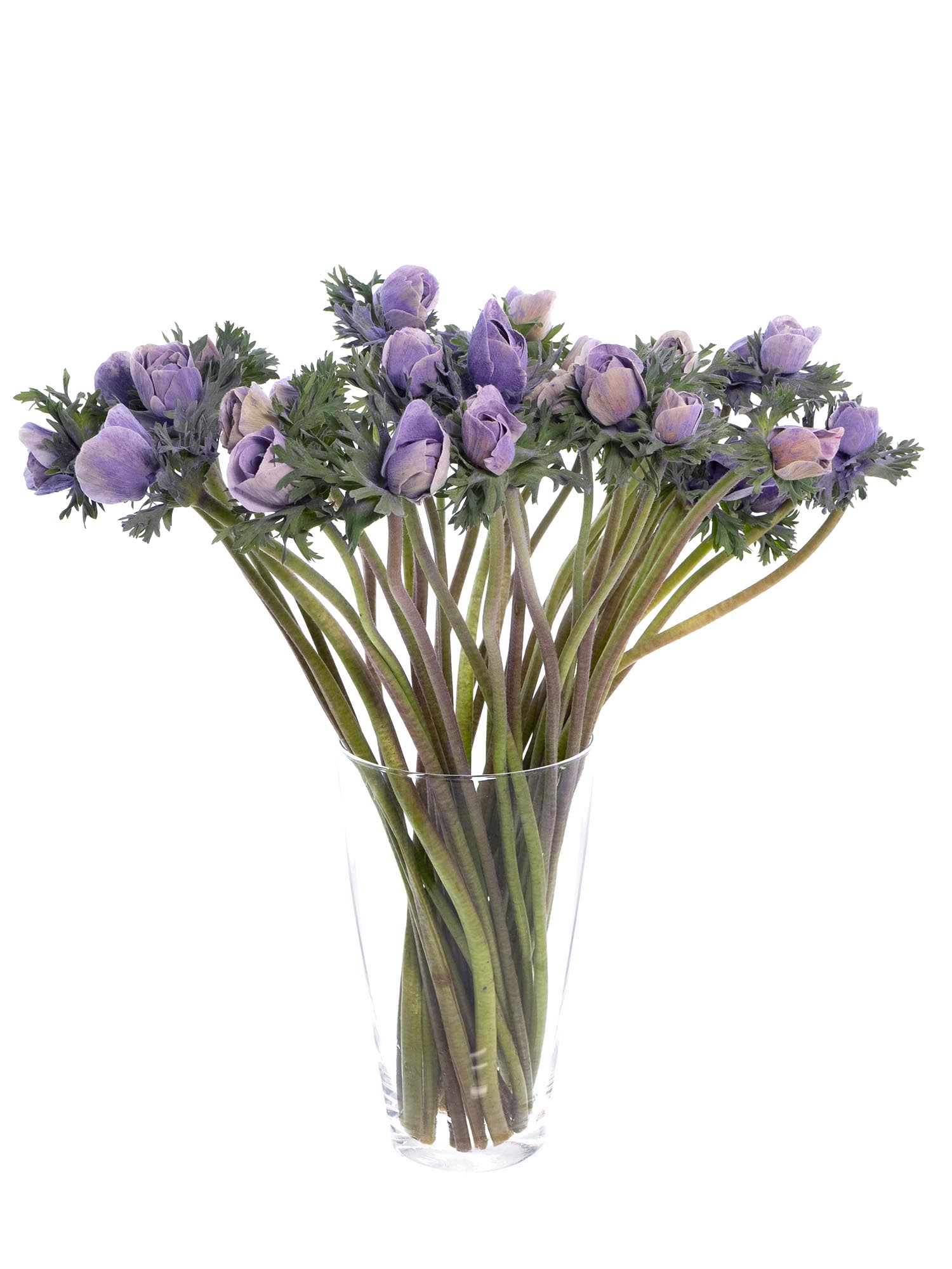 blumigo-anemonen-mistral-powder-lavendel-xl-hellviolett image 2