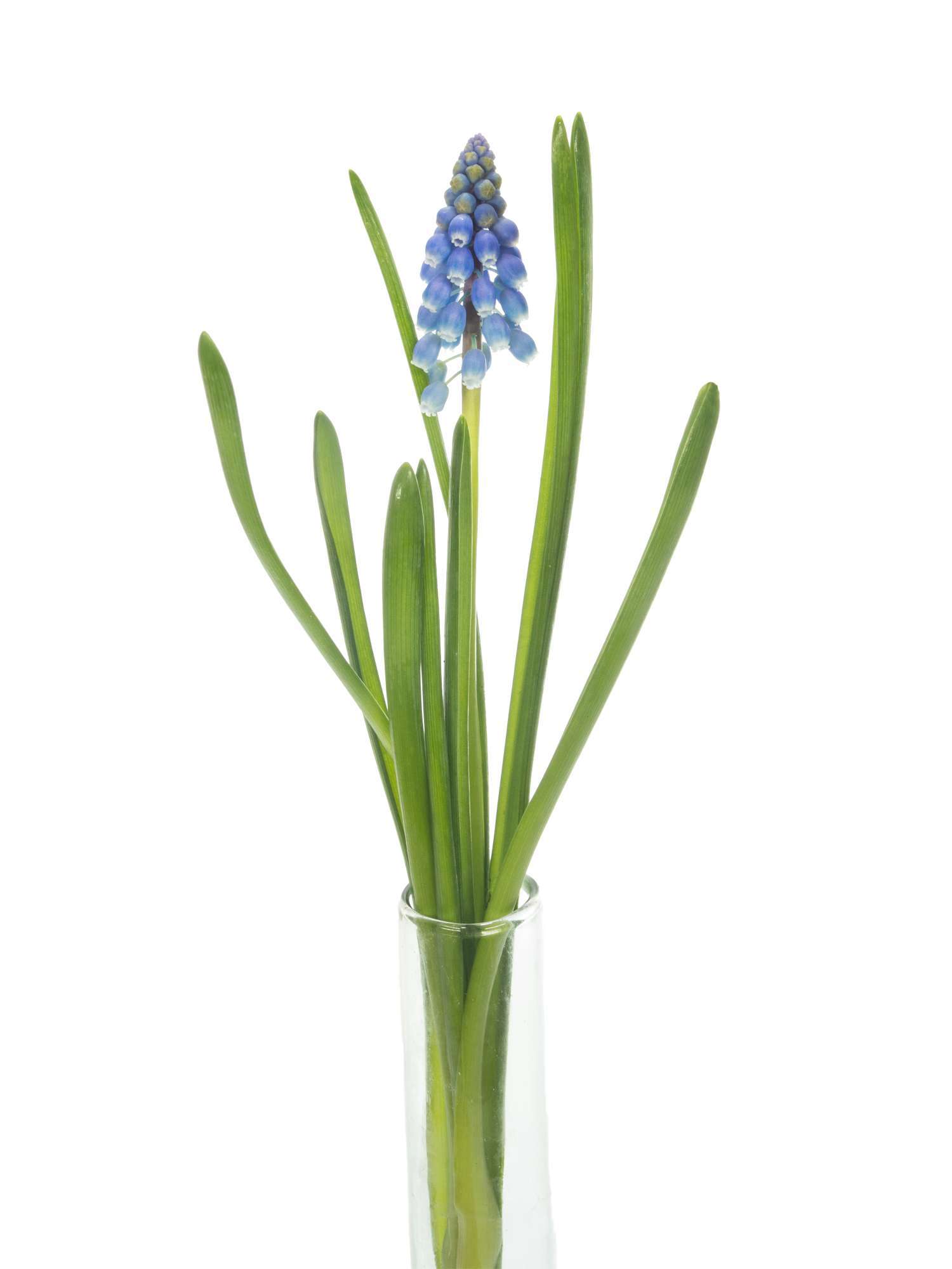 blumigo-fr-hlingsknollen-muscari-armeniacum-blaue-traubenhyazinthen-stiel image 4