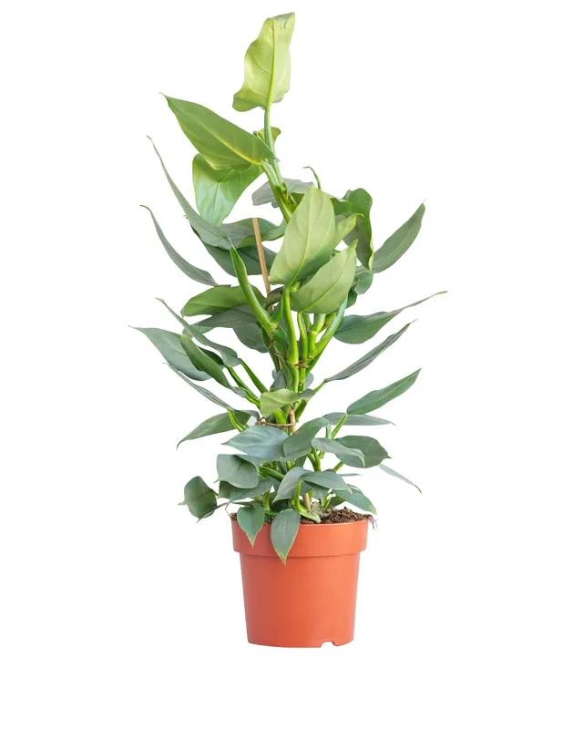 plnts-rareplnts-philodendron-hastatum-zimmerpflanze-60-cm-silber image 1