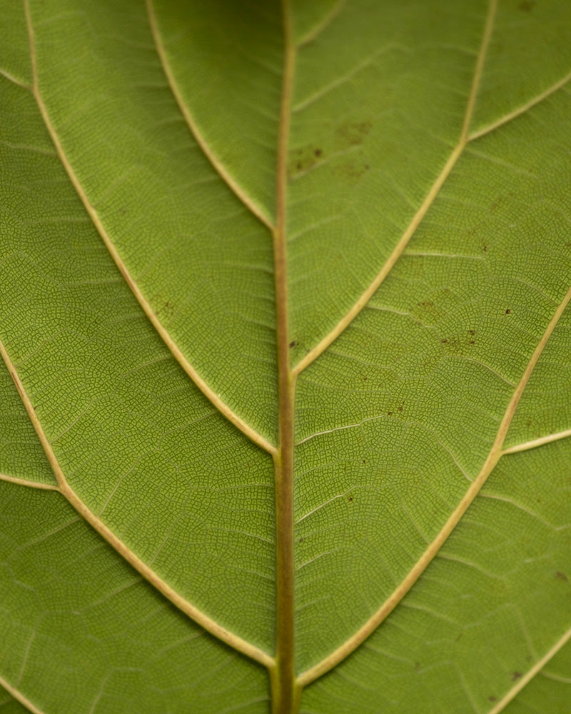 feey-urban-jungle-set-zimmerpflanzen-3er-ohne-bertopf image 7
