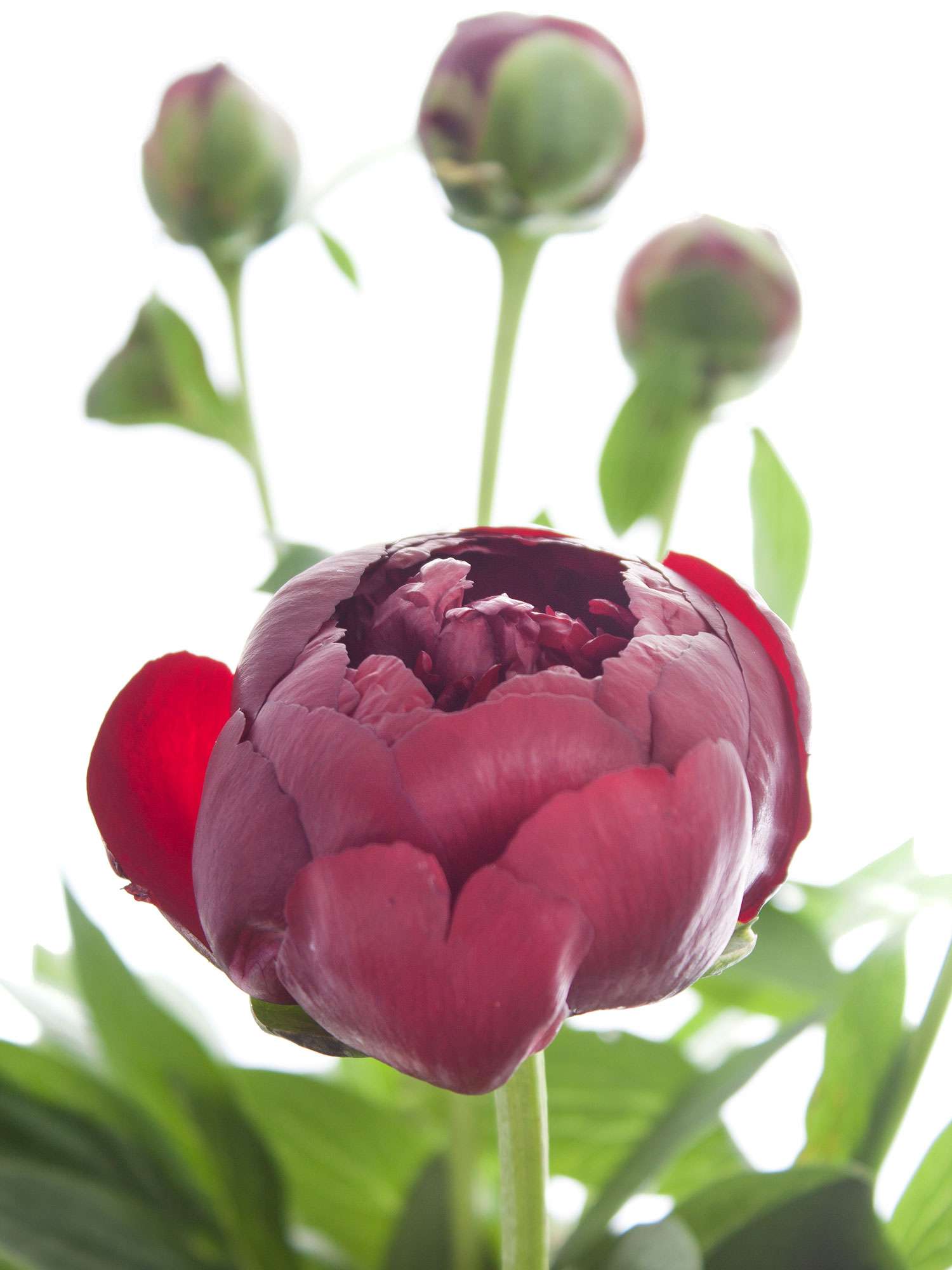 blumigo-pfingstrosen-buckeye-belle-dunkelrot-schnittblume image 1