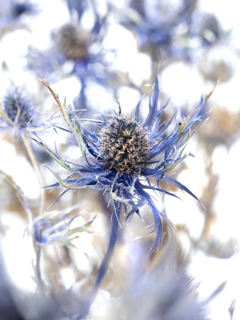 blumigo-trockenblumen-disteln-orion-qstar-blau-getrocknet image 1