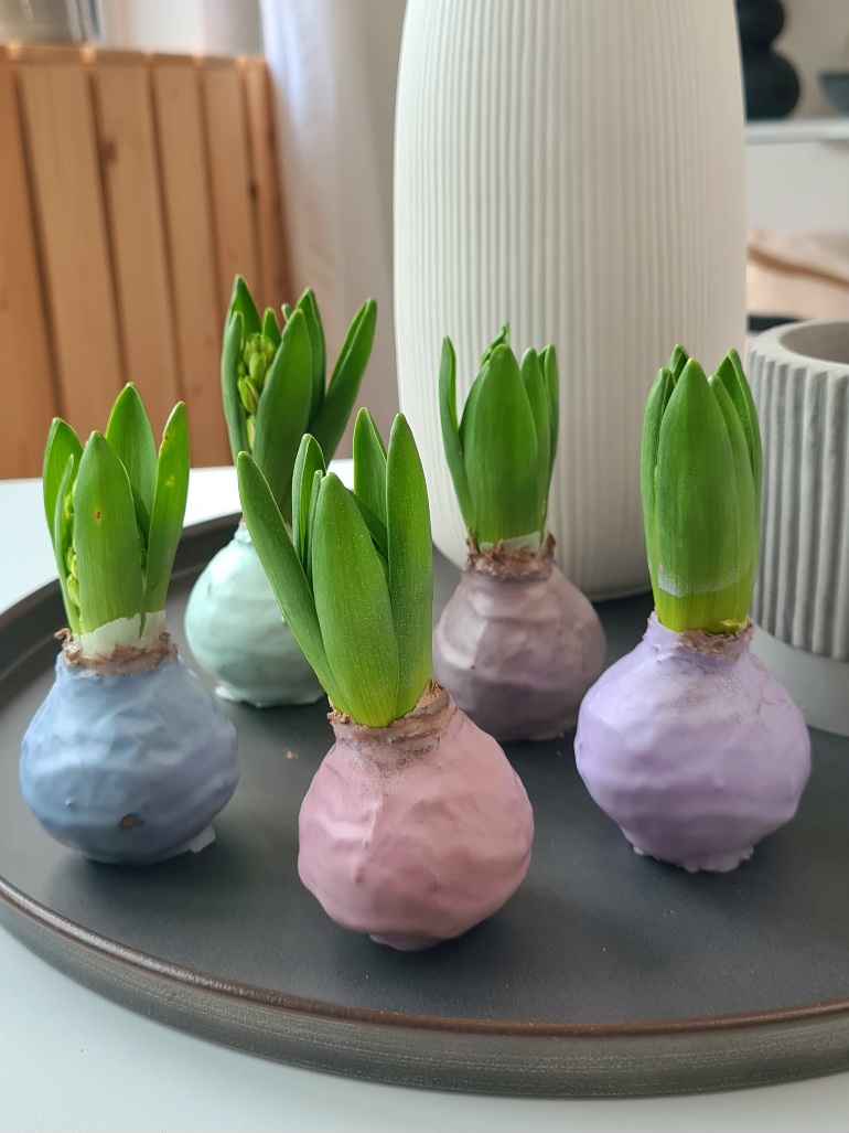 blumigo-gewachste-hyazinthenknollen-fr-hlingsknollen-mauve image 2