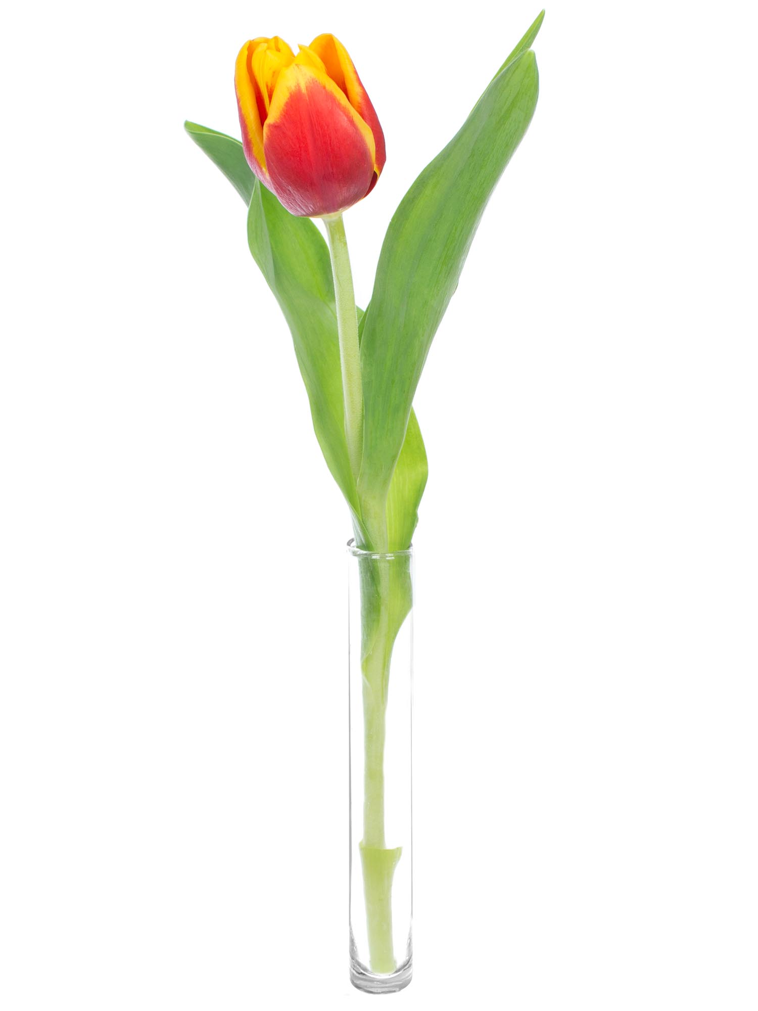 blumigo-tulpen-kees-nelis-rot-gelbe-schnittblumen-1-stiel image 3