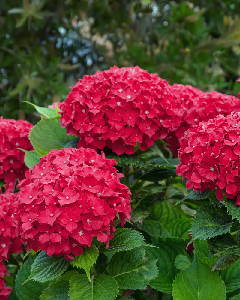 feey-amsterdam-rote-hortensie-gartenstrauch-zum-eingraben image 2