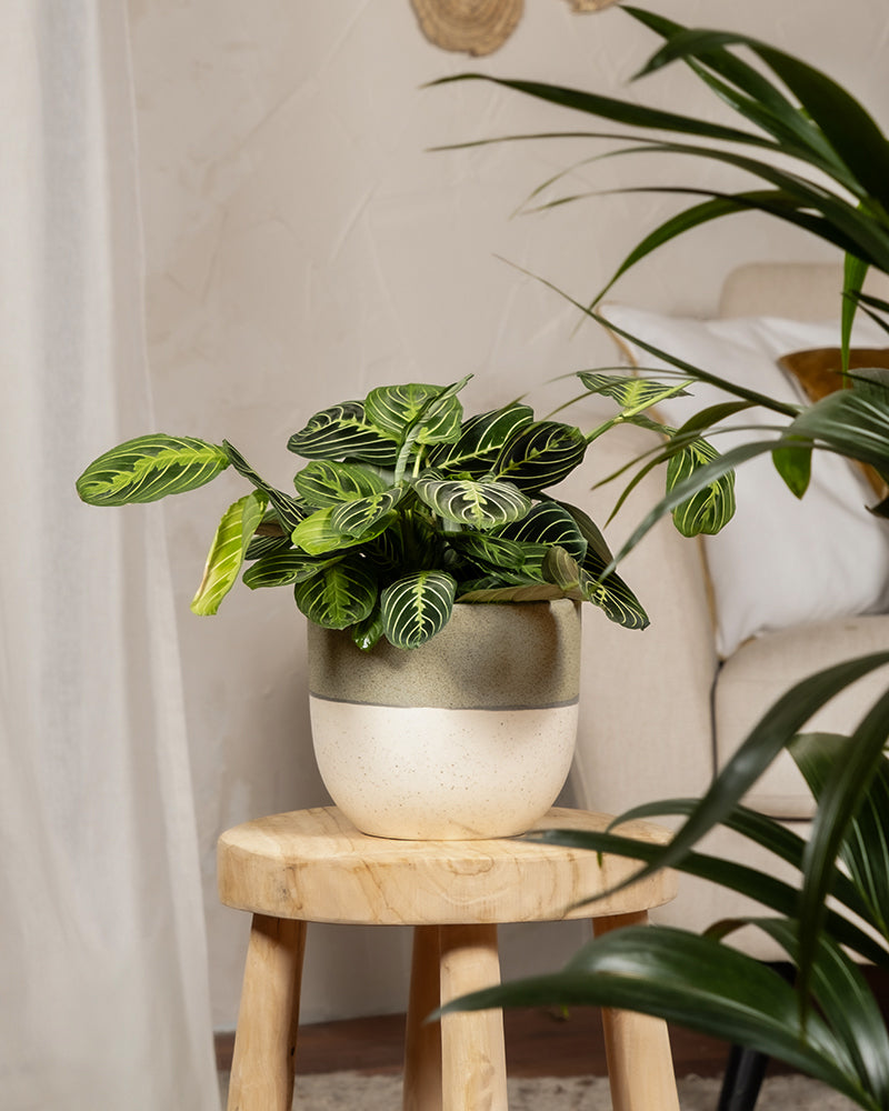 feey-variado-maranta-lemon-lime-zimmerpflanze-ohne-bertopf image 4