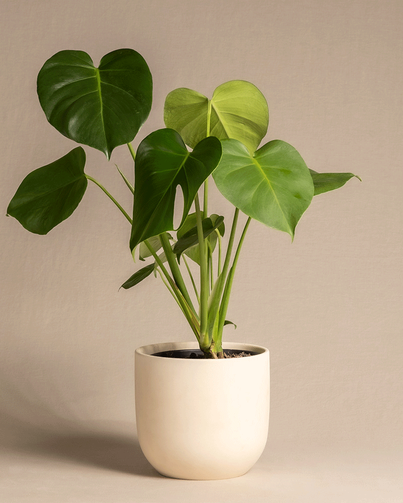 feey-variado-monstera-deliciosa-fensterblatt-ohne-bertopf image 6