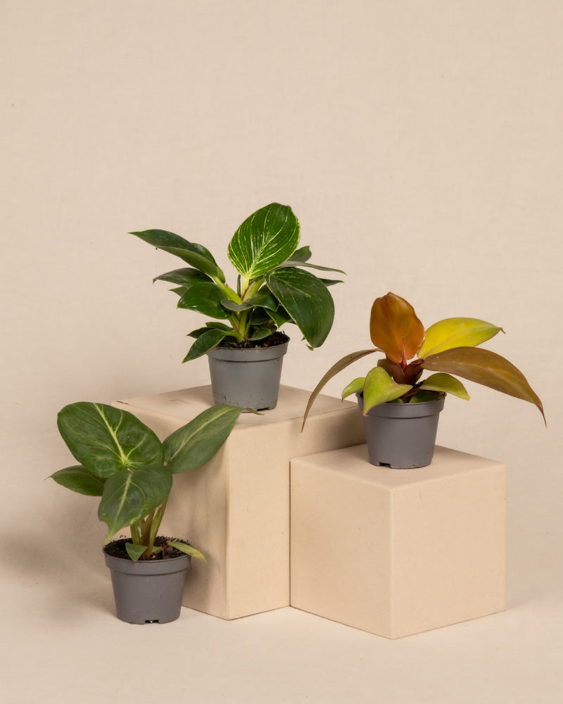 feey-variado-babypflanzen-trio-philodendron-zimmerpflanze-ohne-bertopf image 3