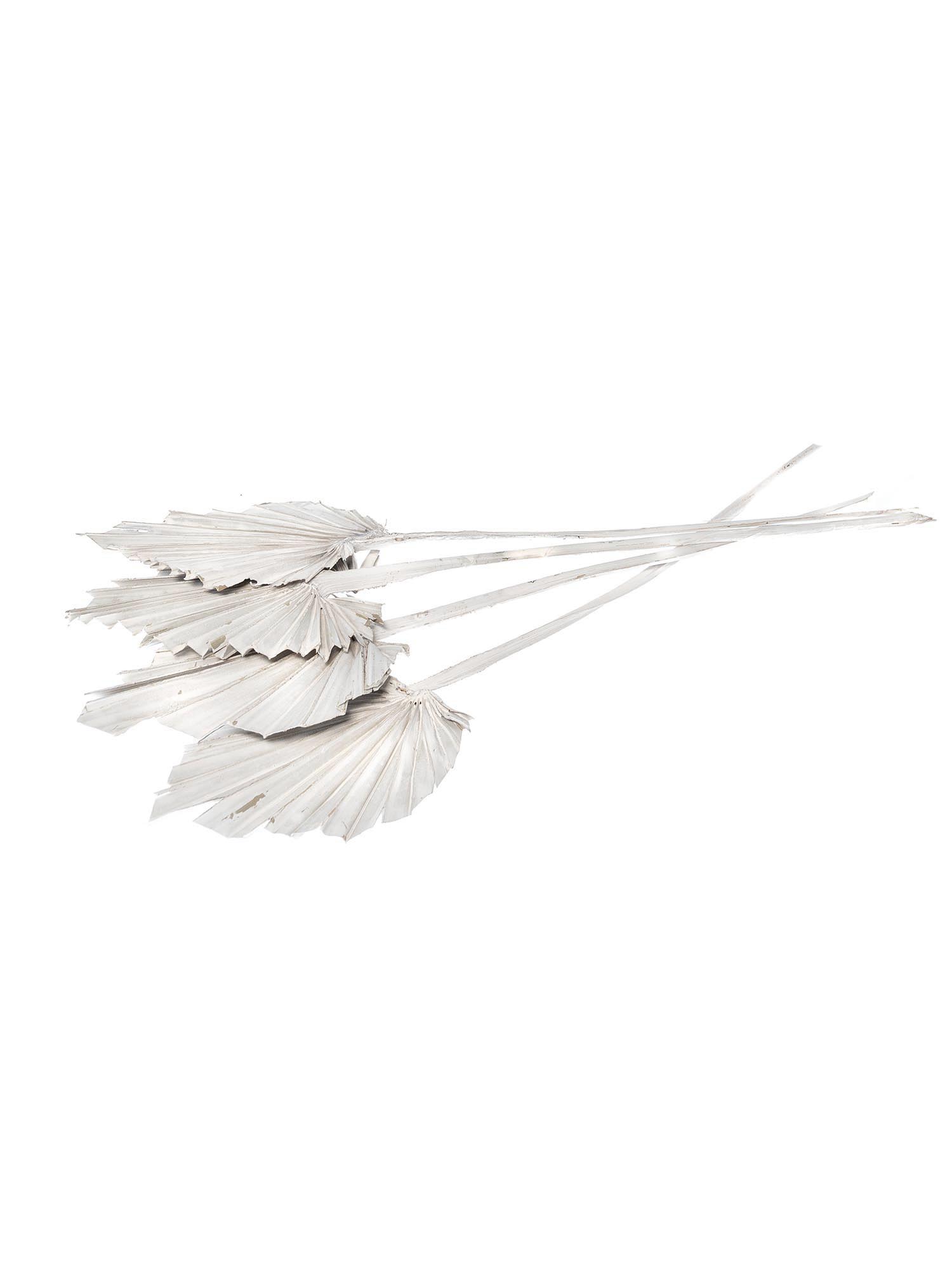 blumigo-trockenblumen-palm-spear-getrocknet-gewei-t-stiel image 3