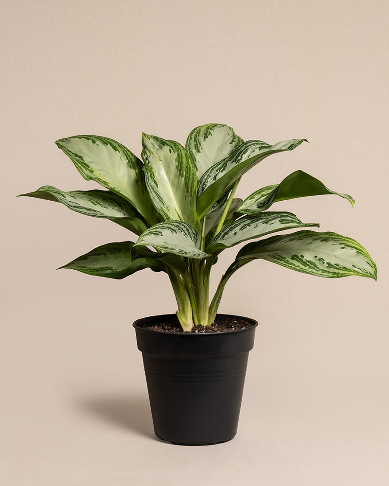 feey-variado-aglaonema-silver-bay-zimmerpflanze-ohne-bertopf image 3