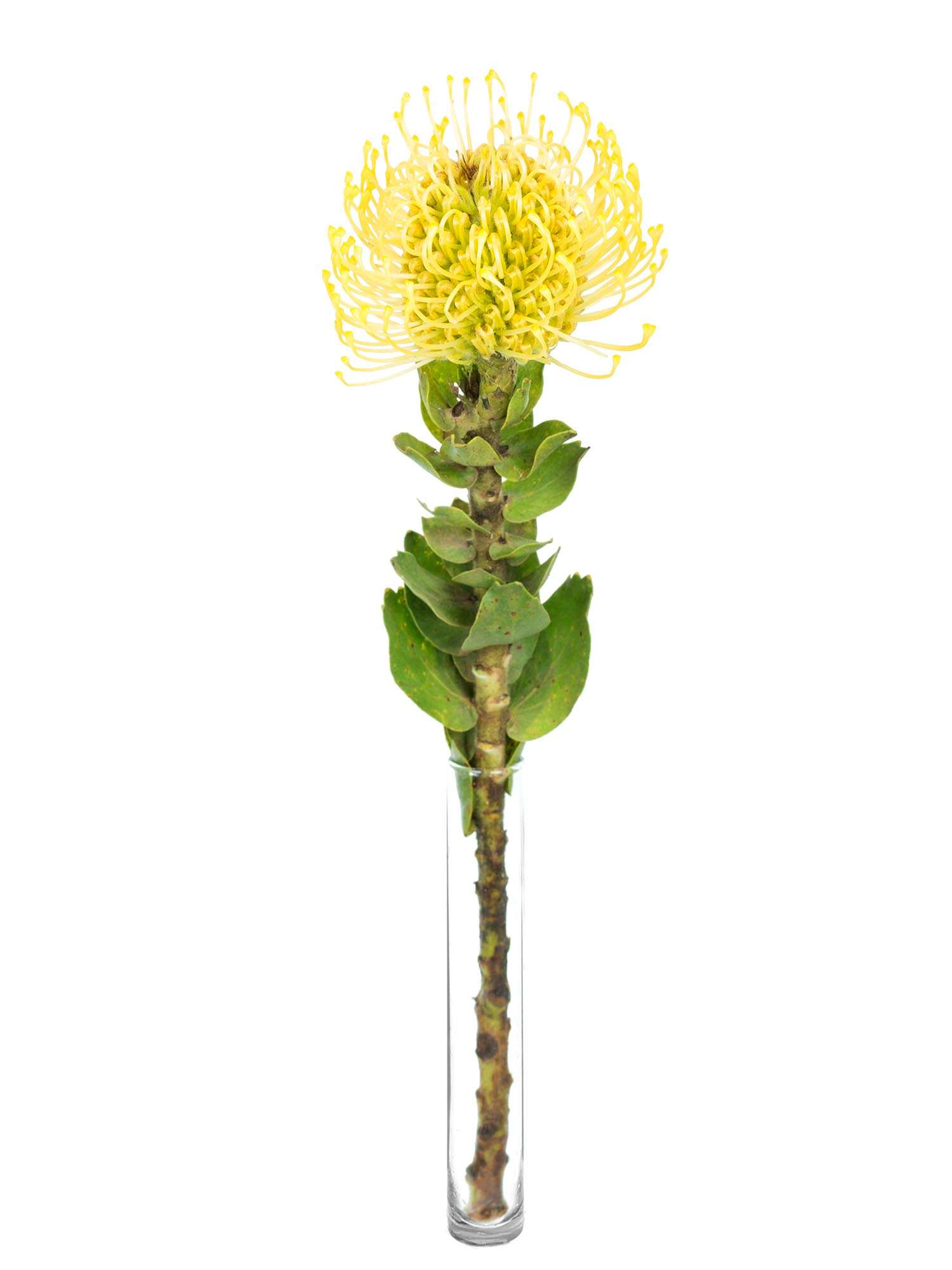 blumigo-high-gold-nadelkissen-protea-gelb-1-stiel image 2