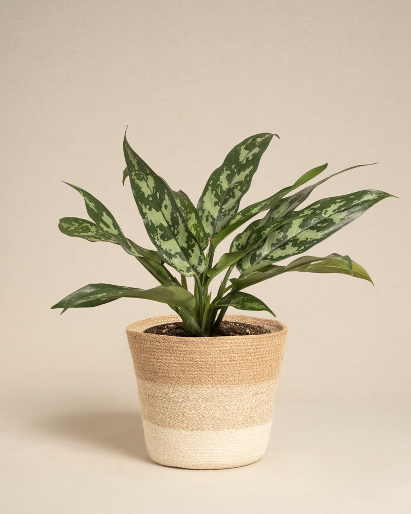 feey-variado-aglaonema-maria-zimmerpflanze-ohne-bertopf image 6