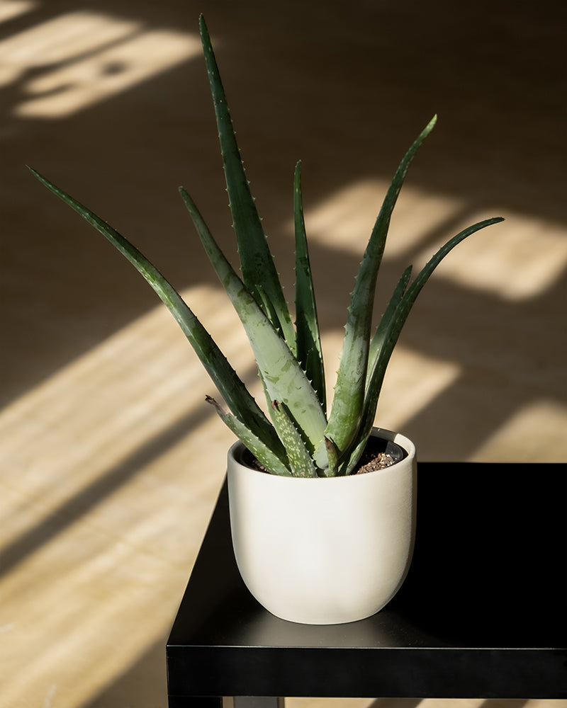 feey-variado-echte-aloe-zimmerpflanze-ohne-bertopf-pflegeleicht image 4