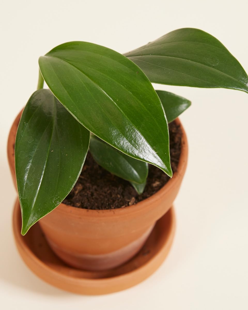 plnts-baby-philodendron-dragon-tail-zimmerpflanze-10cm image 4