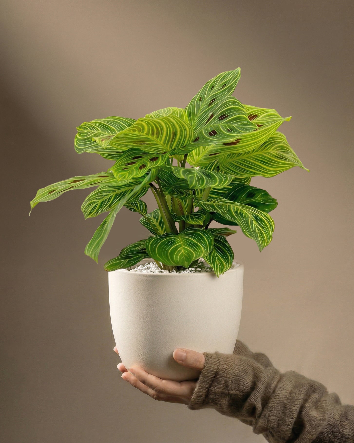 feey-maranta-light-veins-zimmerpflanze-ohne-topf-selten image 1