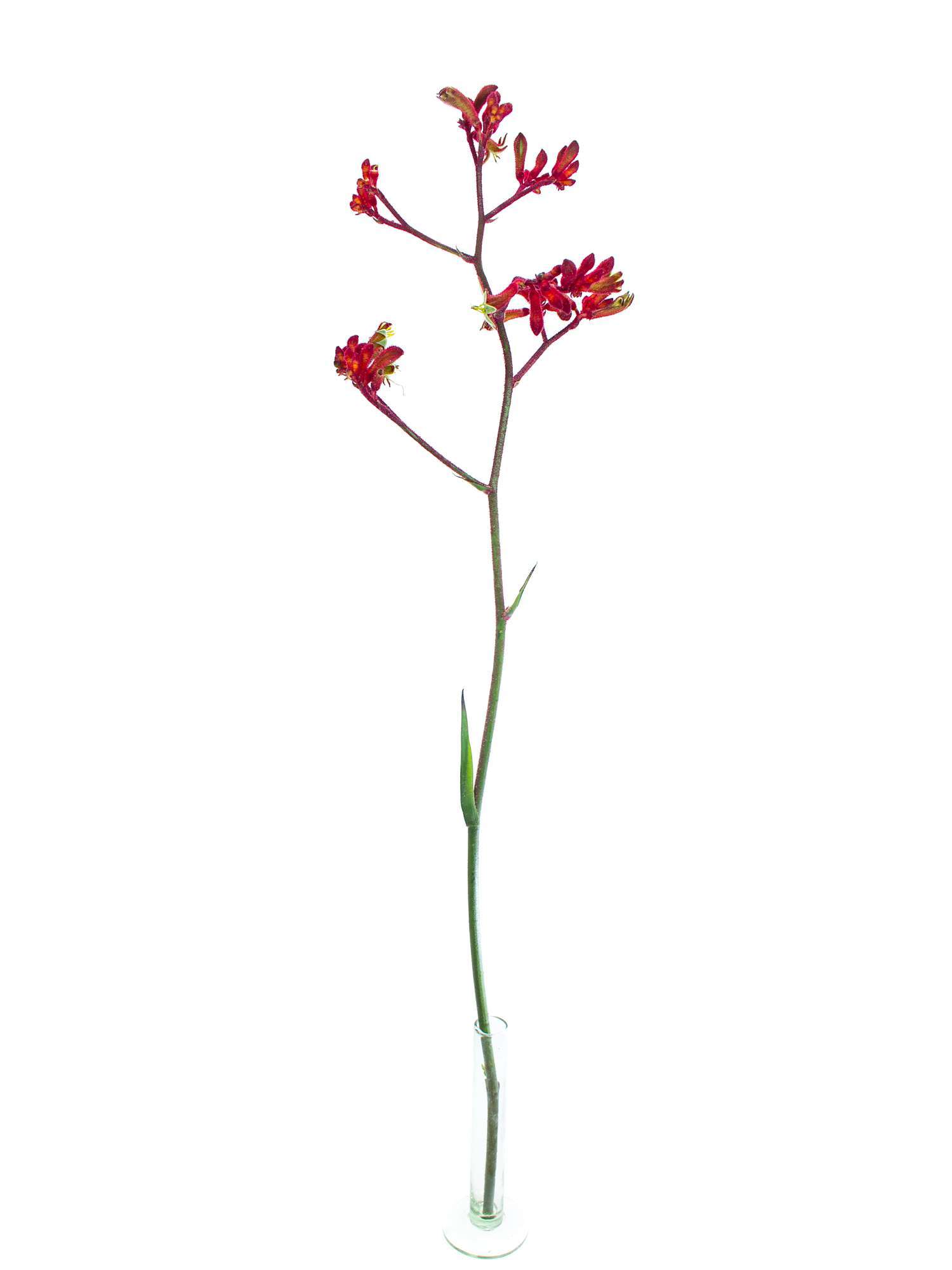 blumigo-k-ngurupfote-early-spring-schnittblume-rot-orange image 3