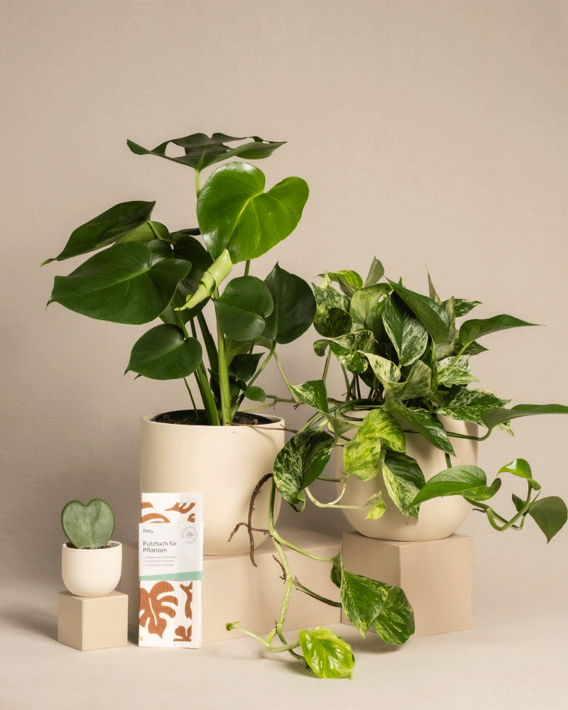 feey-variado-me-time-bundle-zimmerpflanzenset-monstera-efeutute image 6
