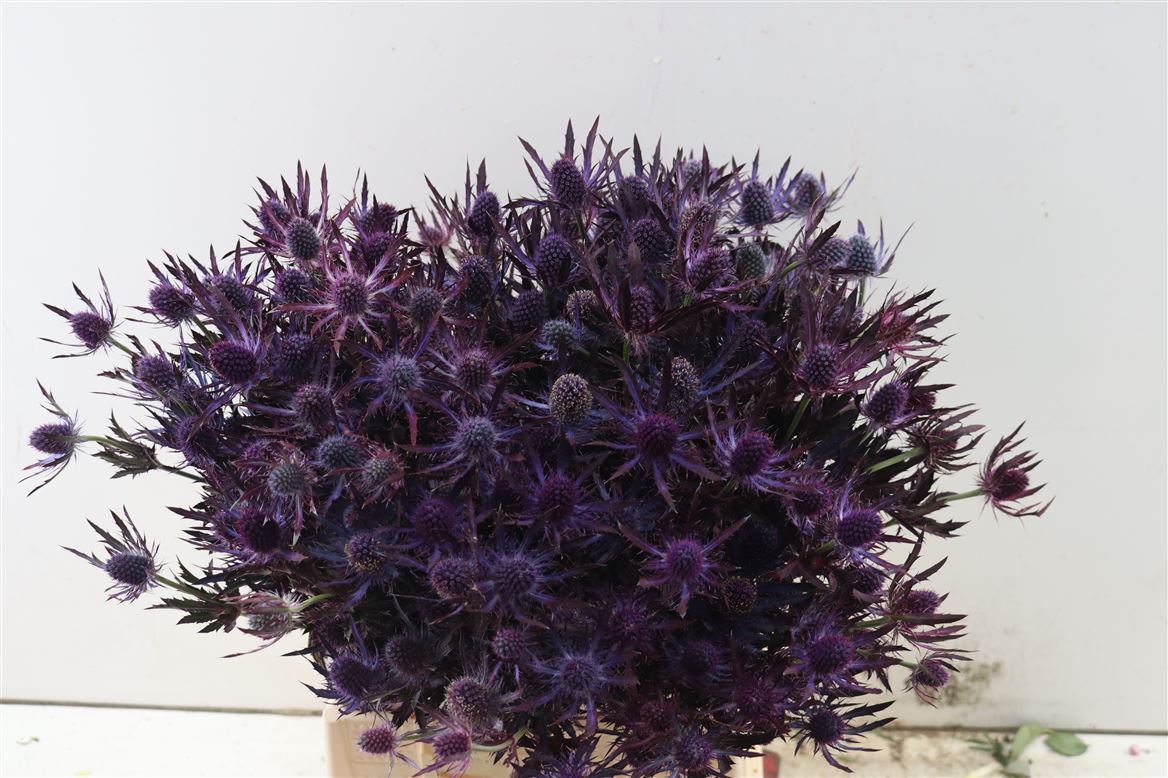 blumigo-disteln-red-magic-schnittblumen-blau-violett image 2