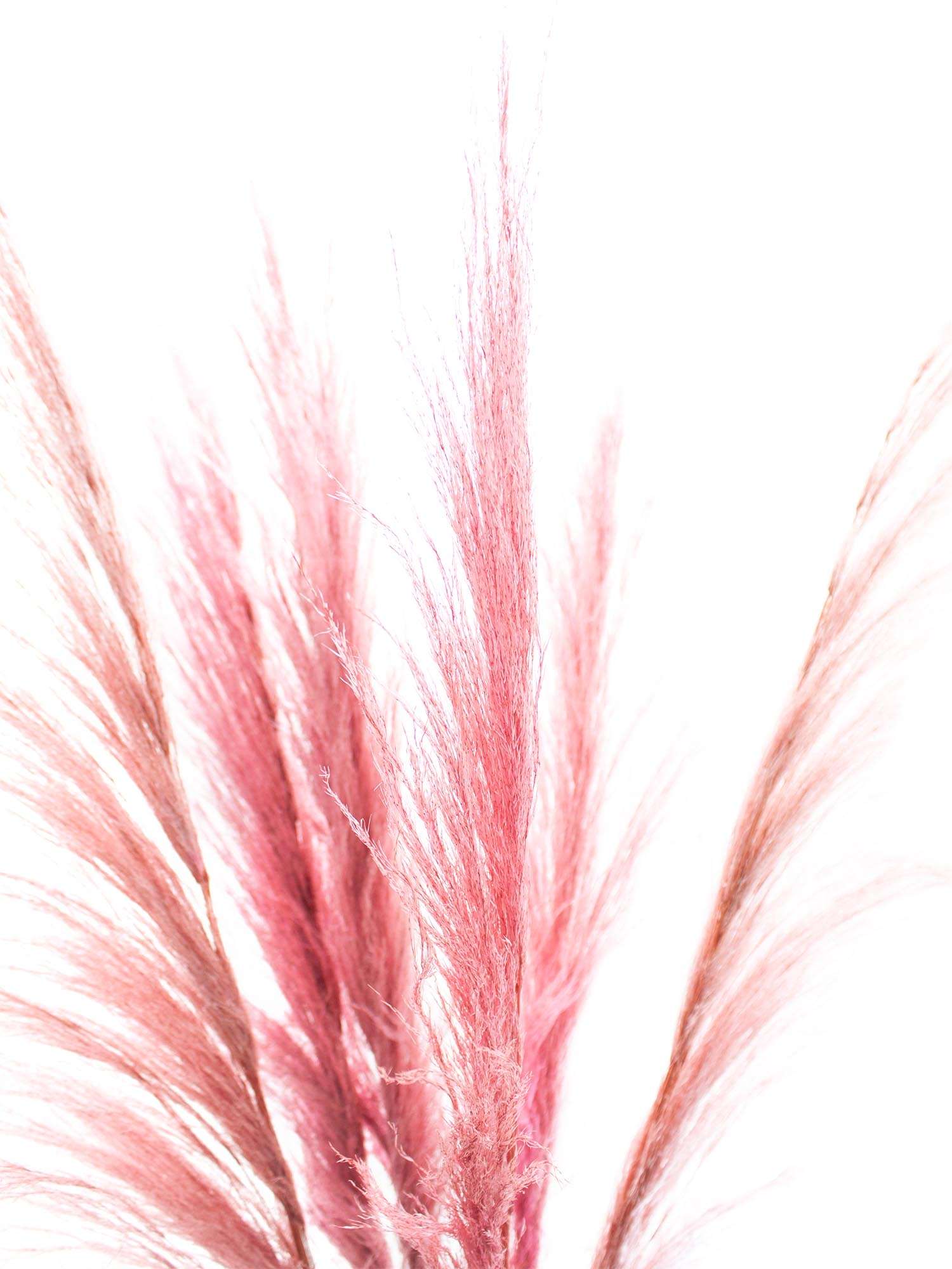 blumigo-trockenblumen-pampasgras-getrocknet-rosa-f-r-vase image 1