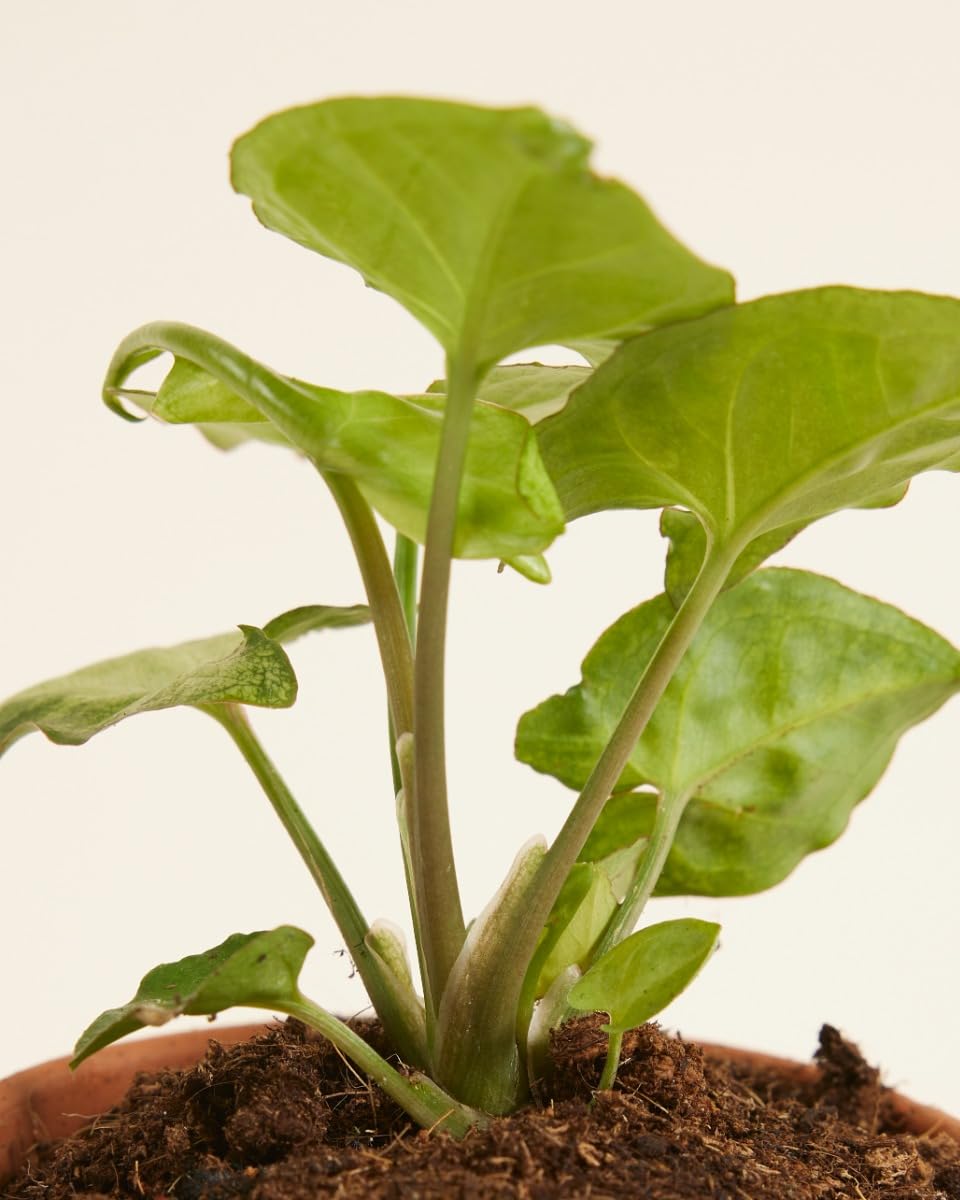 plnts-babyplnts-syngonium-white-butterfly-babypflanze-10-cm image 4