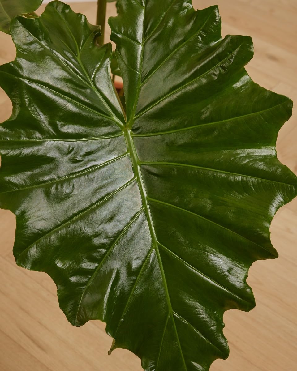 plnts-rareplnts-alocasia-portodora-zimmerpflanze-70-cm-gr-n image 3