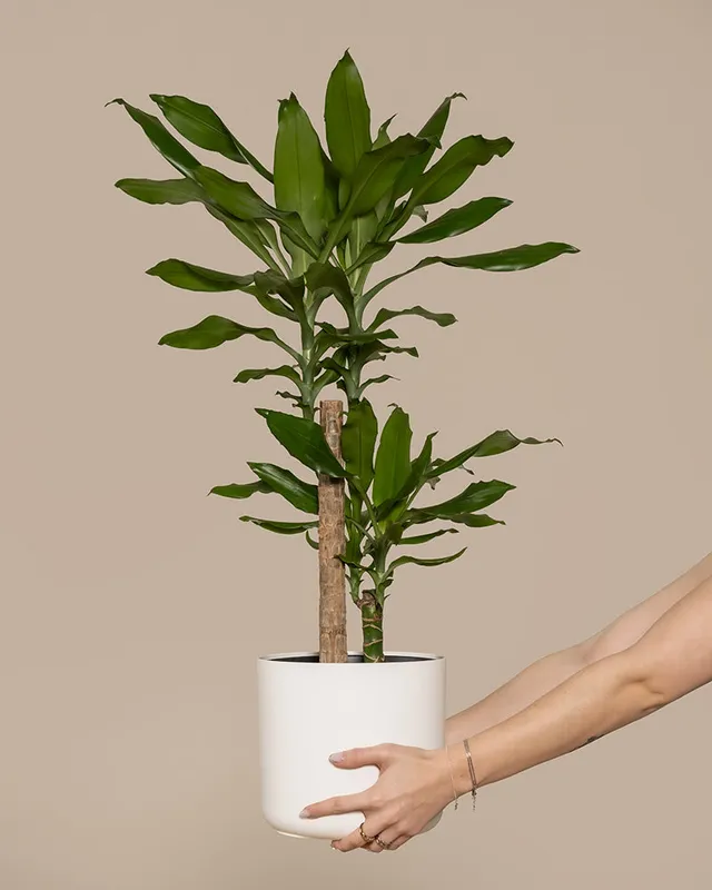 feey-variado-drachenbaum-zimmerpflanze-gro-ohne-bertopf-70cm image 1