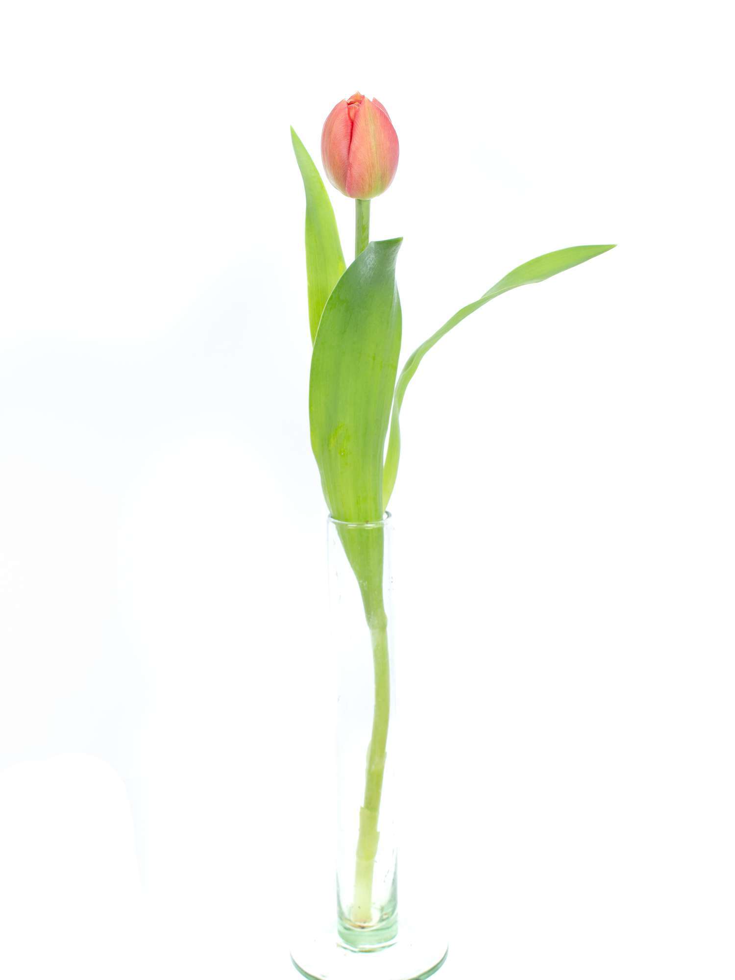 blumigo-tulpen-copper-image-gef-llt-schnittblume-dunkel-lachs image 3