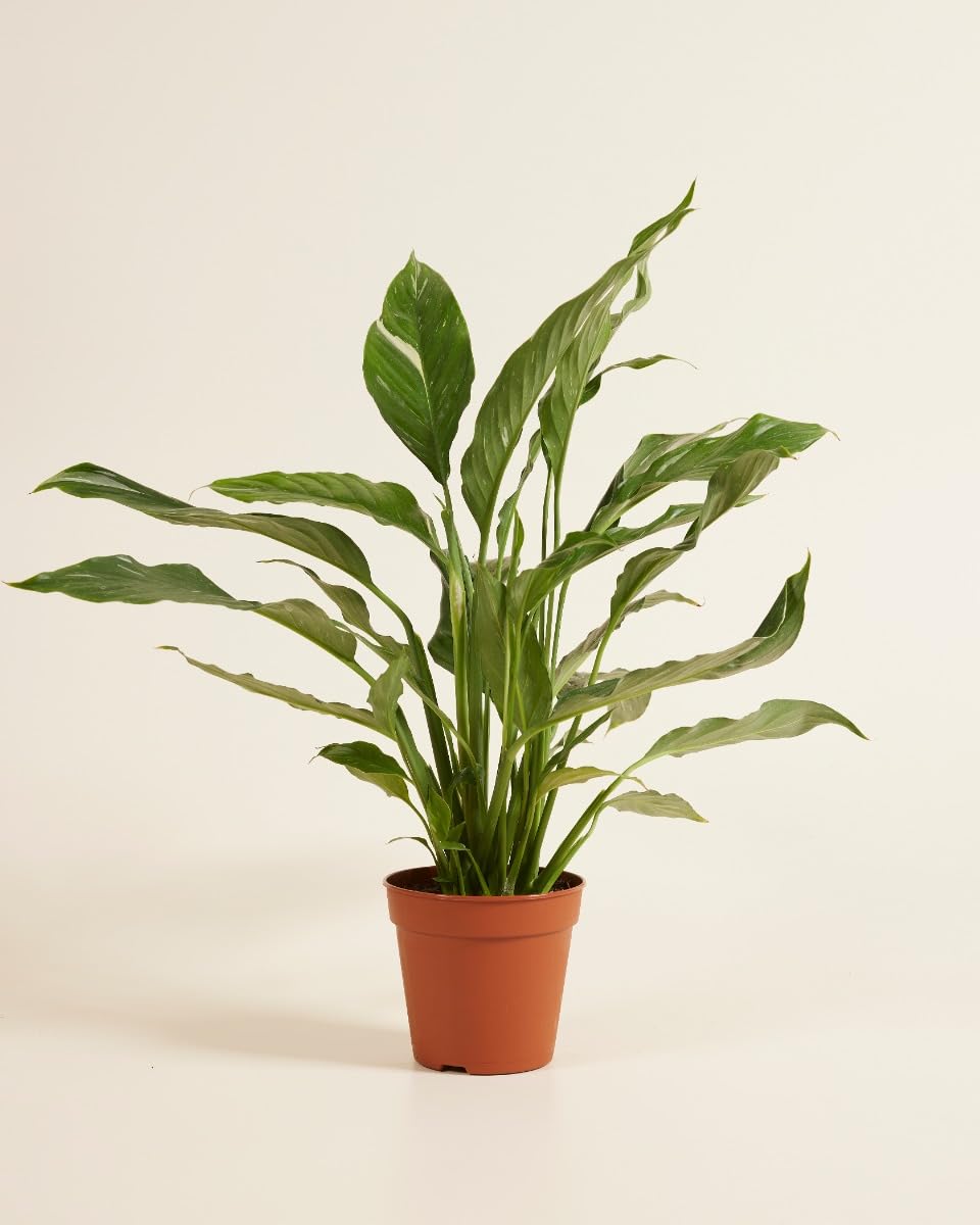 plnts-rareplnts-spathiphyllum-diamond-zimmerpflanze-30cm-panaschiert image 2