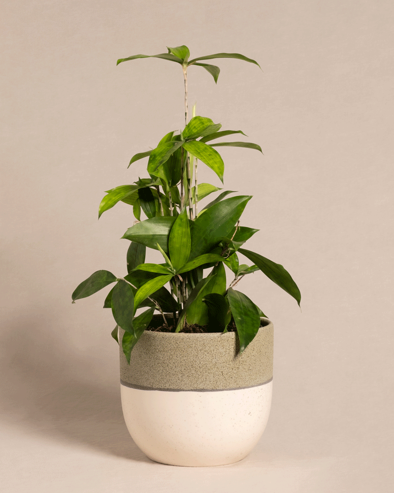 feey-dracaena-surculosa-drachenbaum-klein-ohne-bertopf image 7