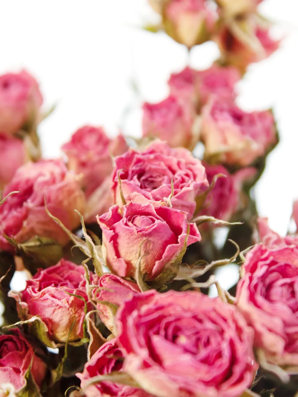 blumigo-trockenblumen-verzweigte-rosen-rosa-pink-getrocknet image 1