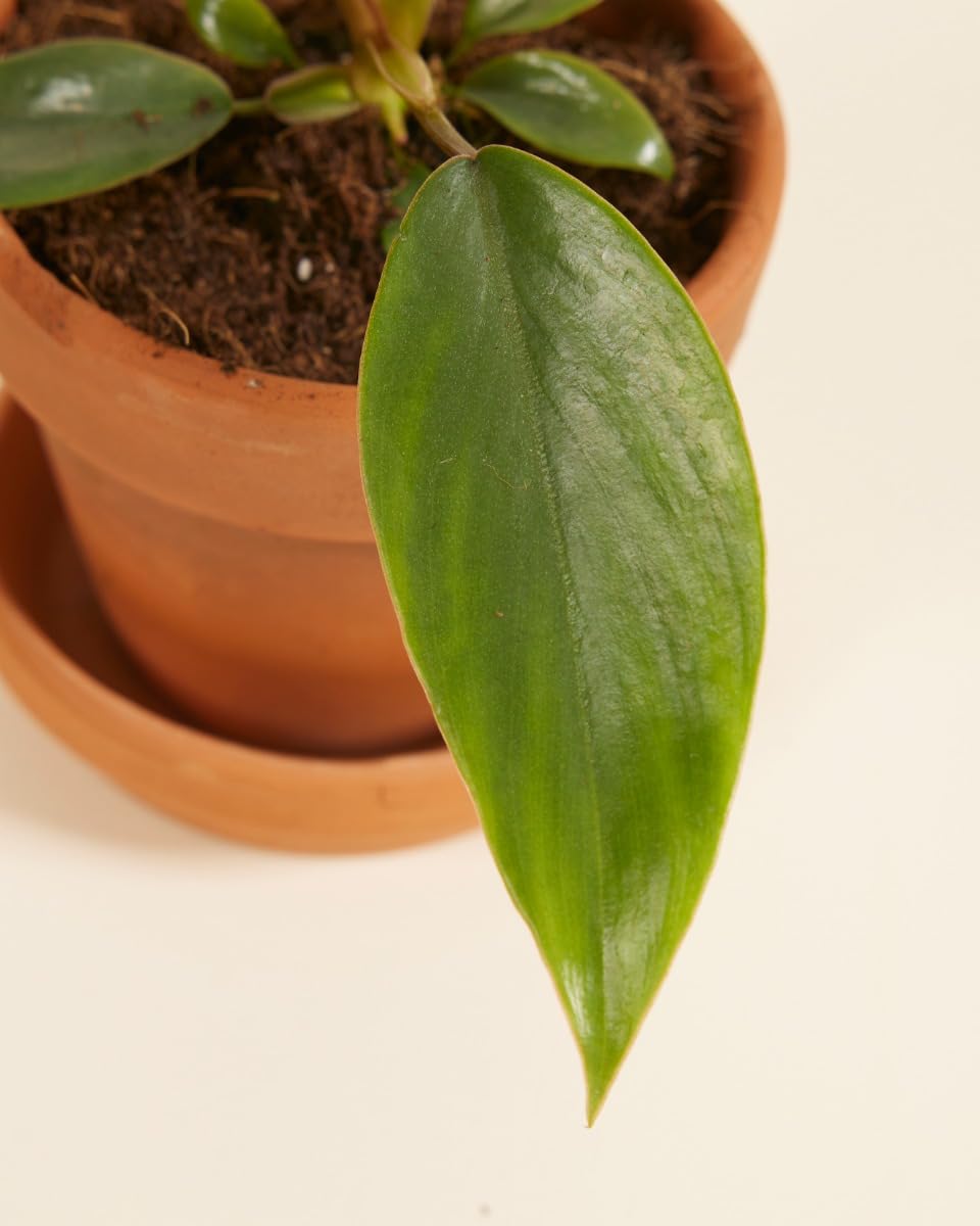 plnts-babyplnts-philodendron-mayoi-zimmerpflanze-8cm-baby image 3