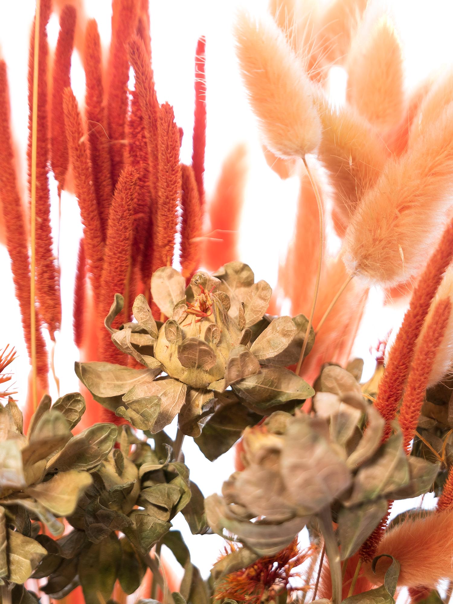 blumigo-trockenblumen-color-candy-mix-orange-trockenstrauss image 4