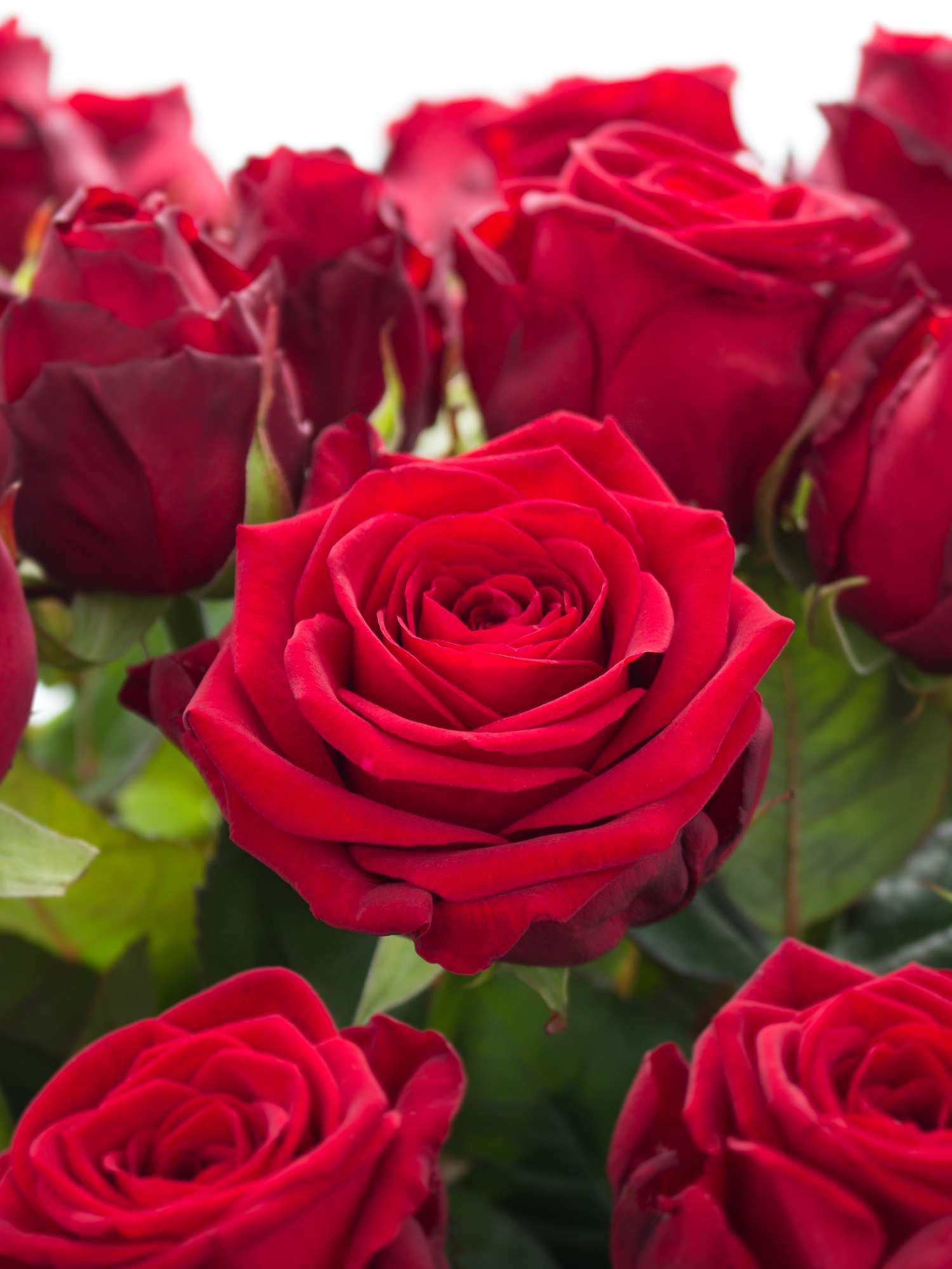 blumigo-rosen-20-rote-premium-rosen-langstielig image 1