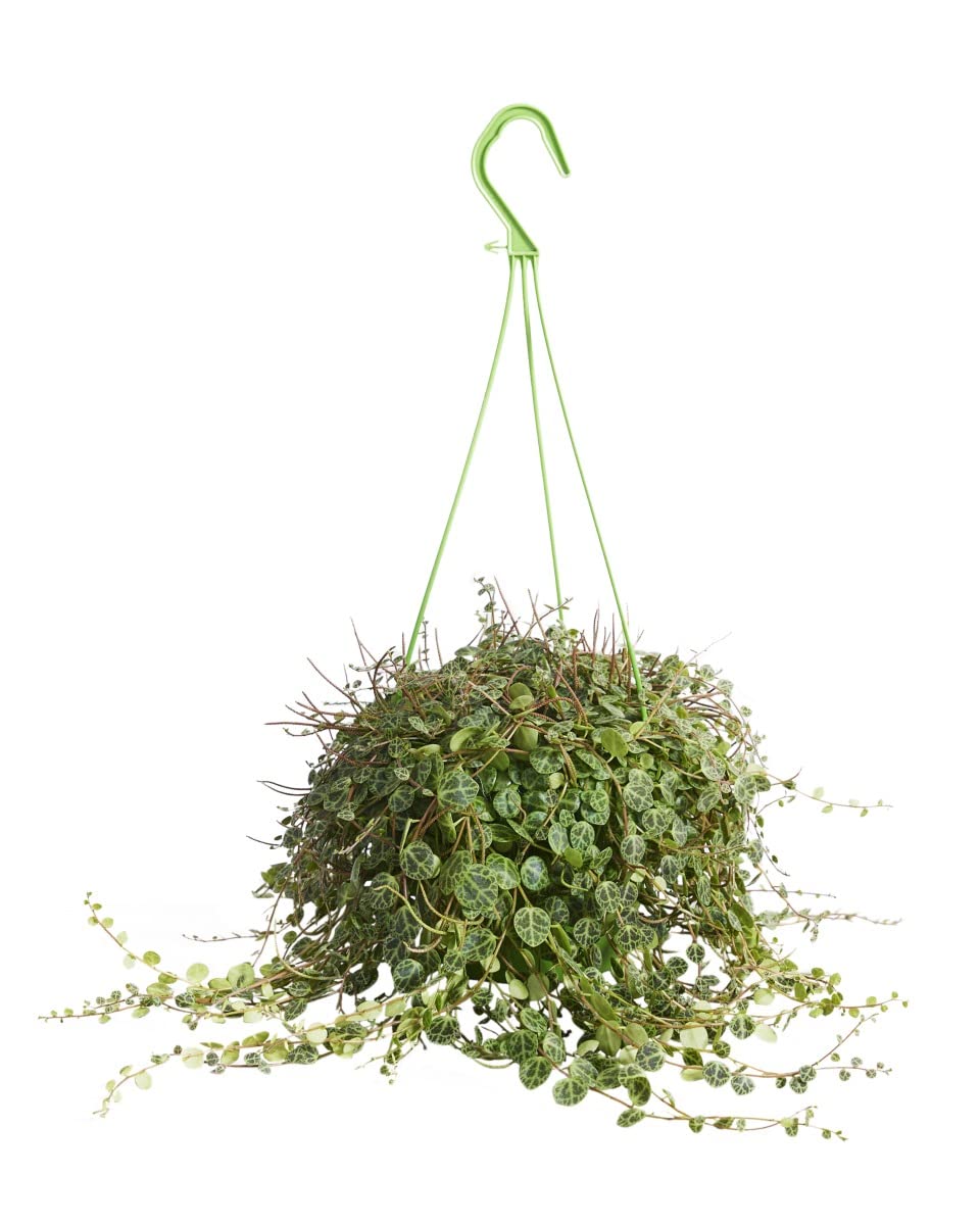 plnts-rareplnts-peperomia-prostrata-12-cm-topf-20-cm-hoch image 1