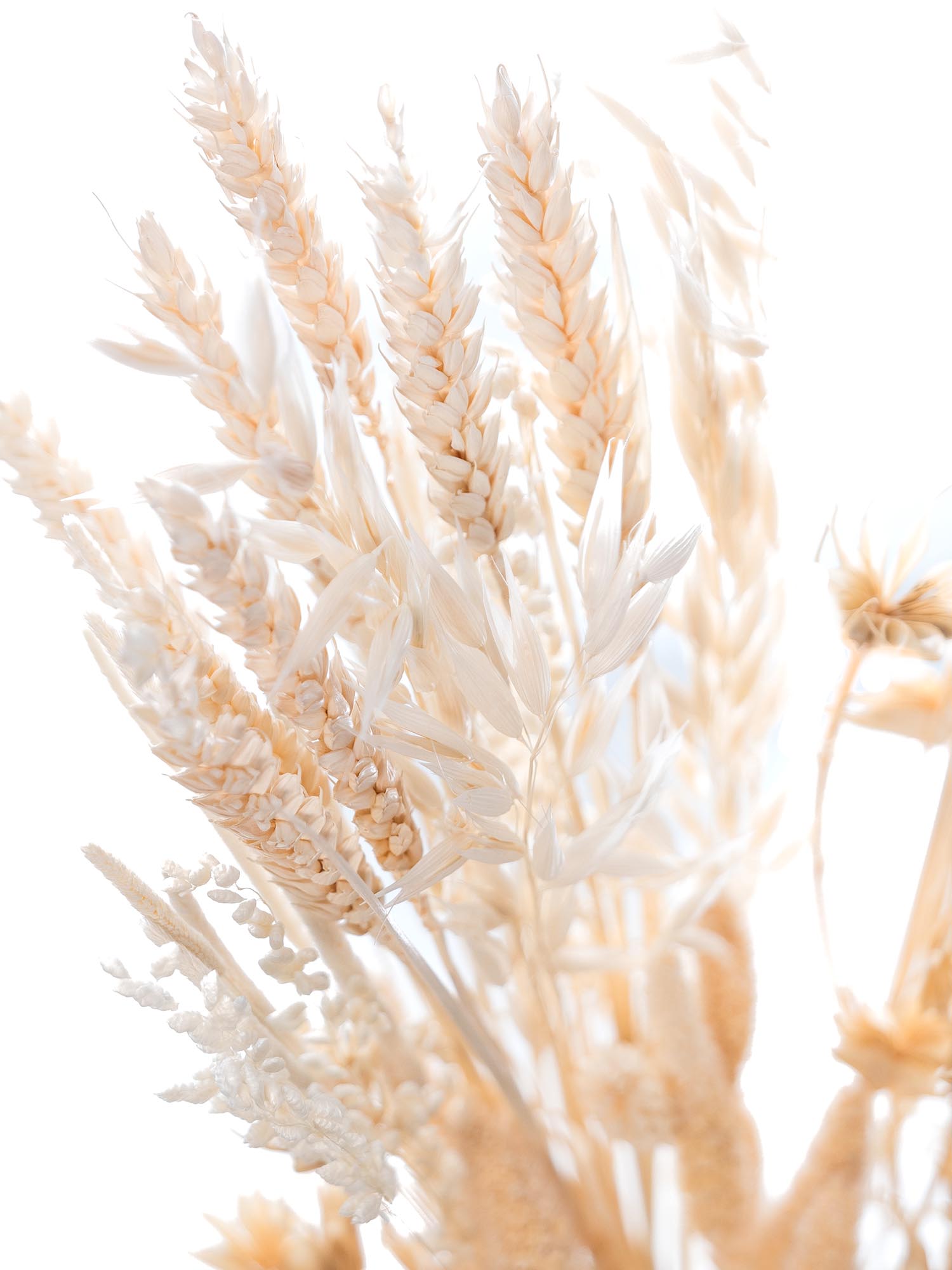 blumigo-trockenblumen-coconut-dream-mix-trockenstrau-gebleicht image 6