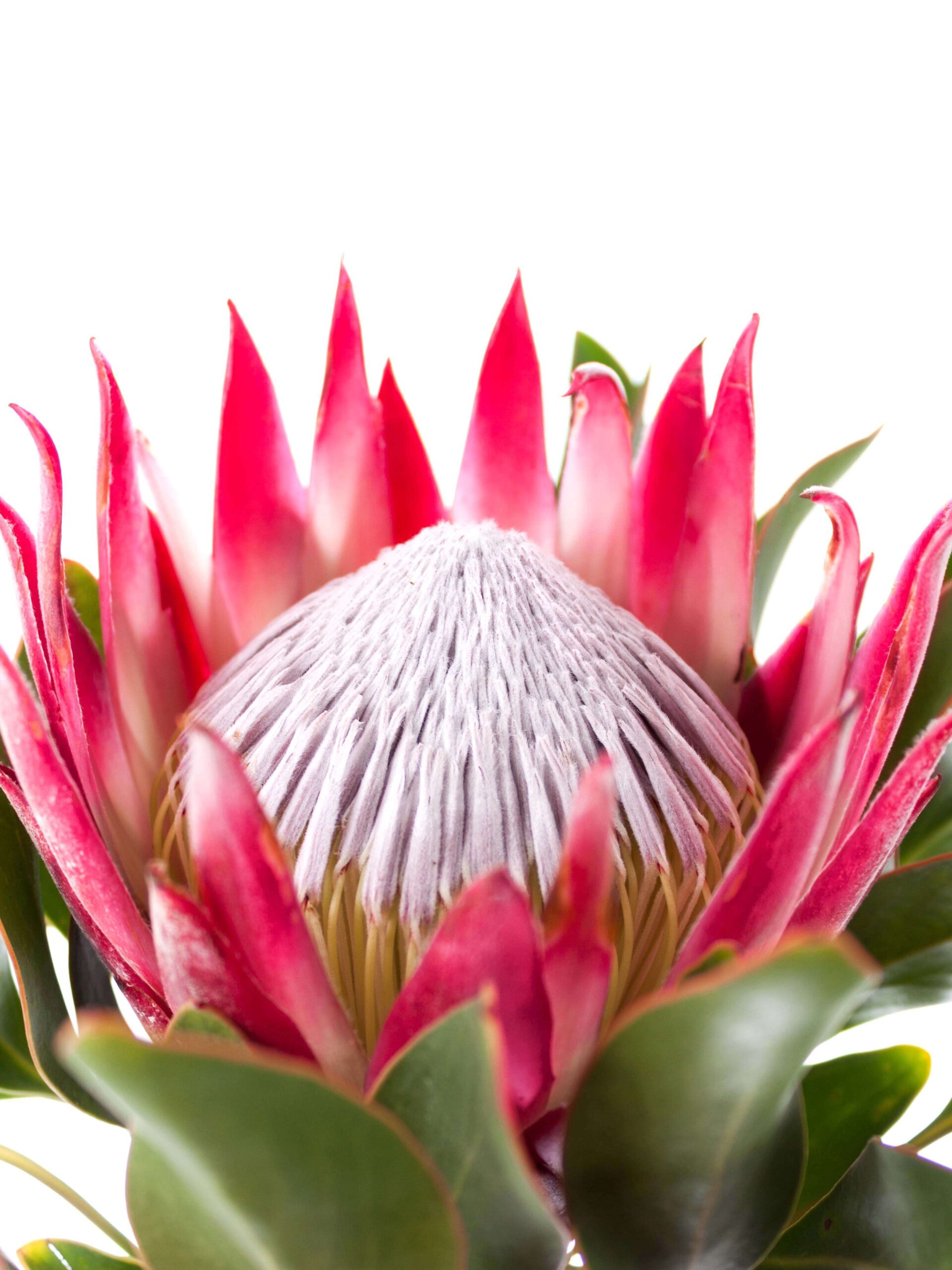 blumigo-proteen-k-nigsprotea-madiba-schnittblume-korall-pink image 5