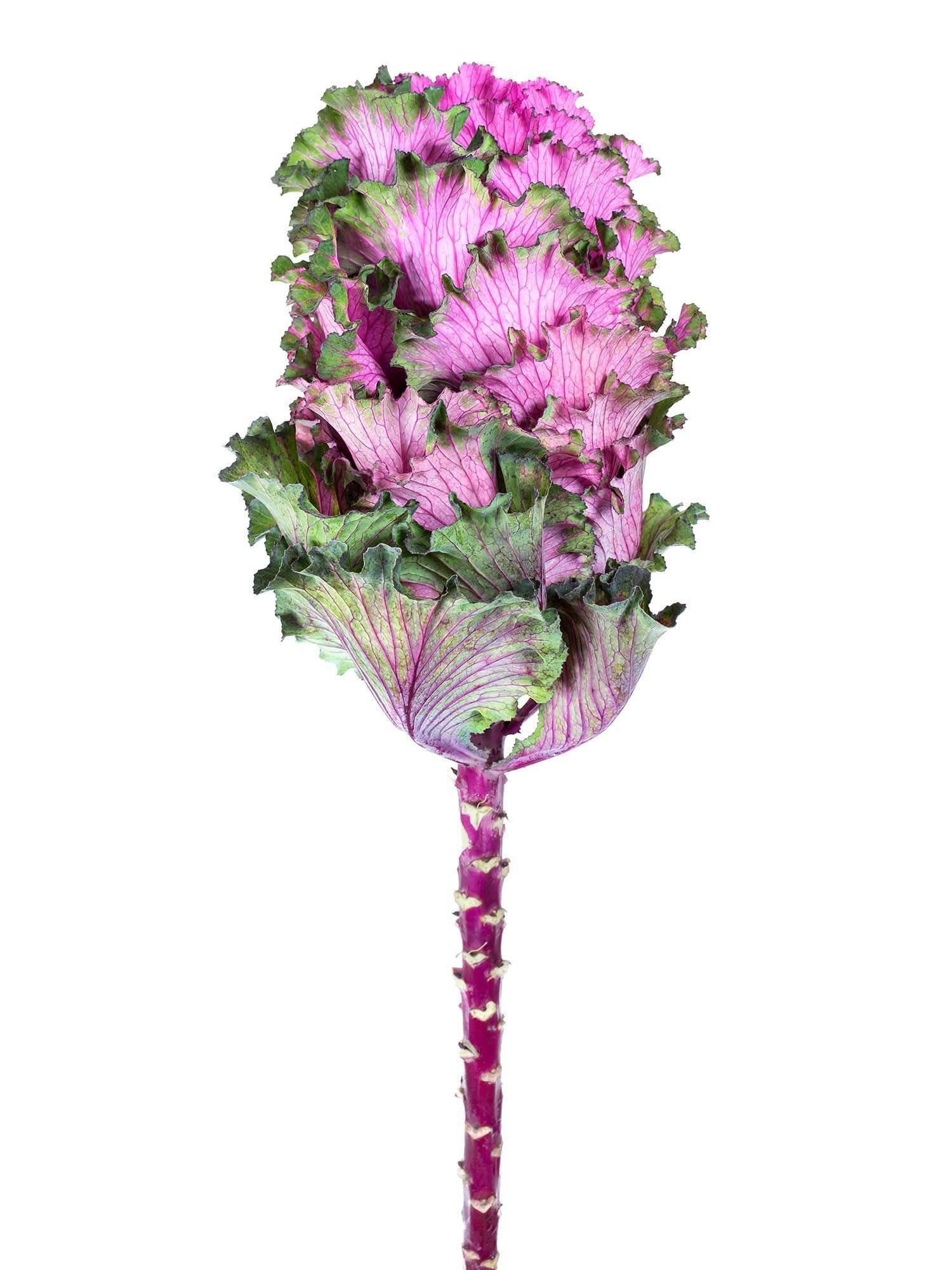 blumigo-herbstdeko-zierkohl-xl-first-lady-violett-gr-n image 1