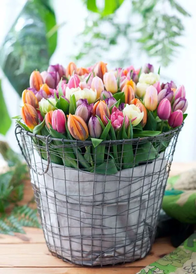 blumigo-berraschungsmix-50-tulpen-schnittblumen-bunt image 1