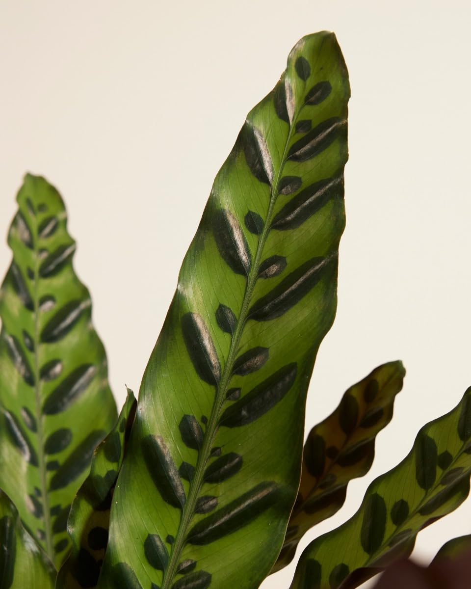 plnts-rareplnts-calathea-insigne-zimmerpflanze-60-cm image 3