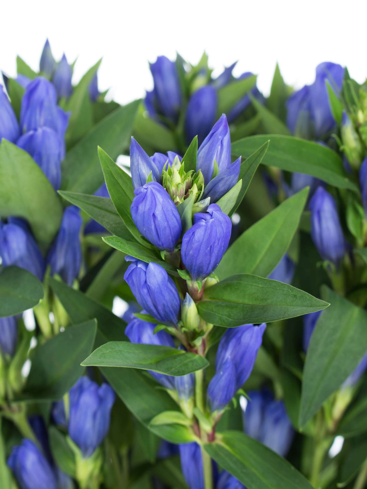 blumigo-blattwerk-enzian-blue-sky-stiel-blau image 1